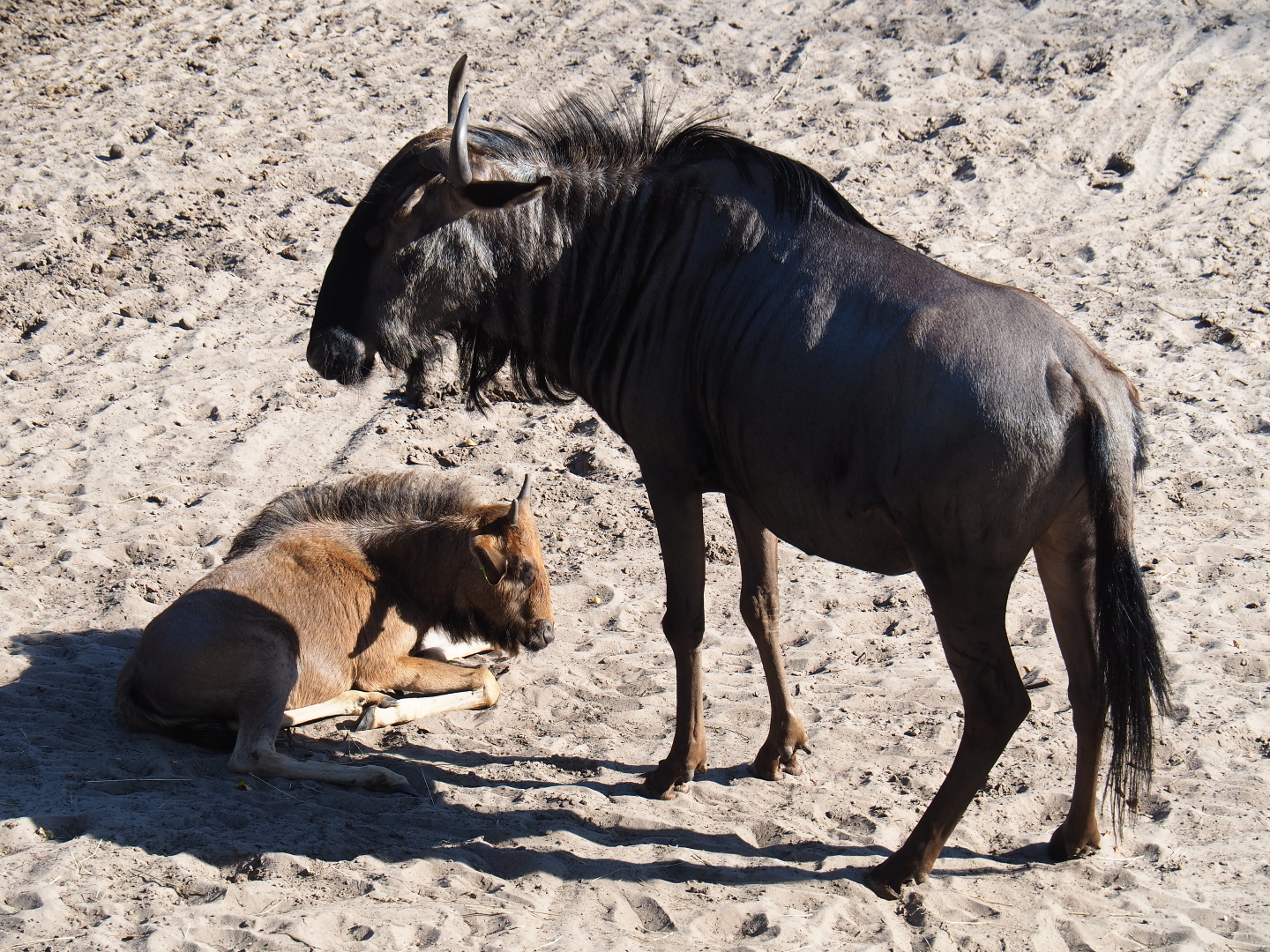 Brindled gnu with calf (Connochaetes taurinus taurinus), 2019-09-15