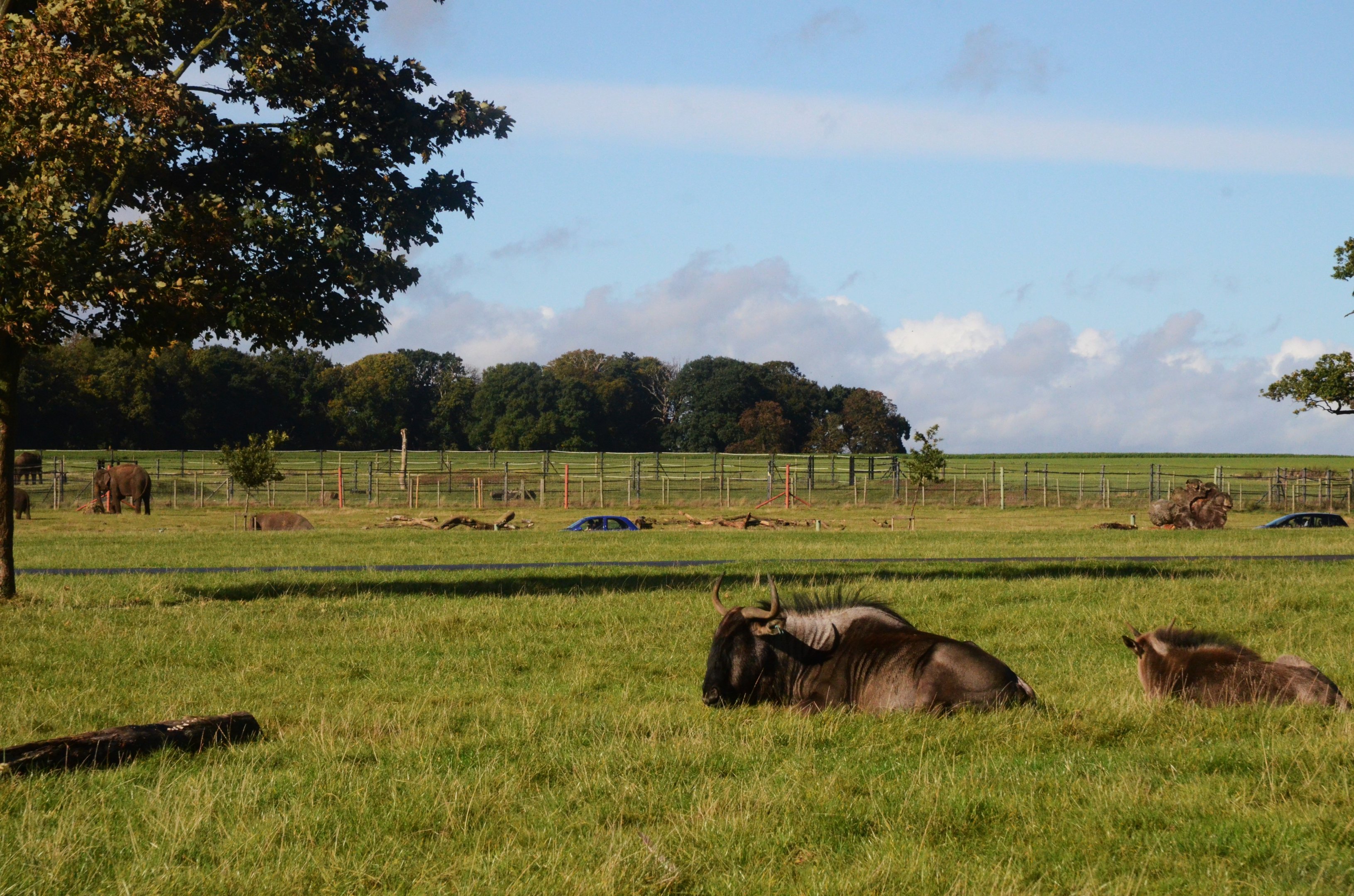 Brindled Gnu (with Elephants Behind) at Woburn Safari Park, 16/10/16