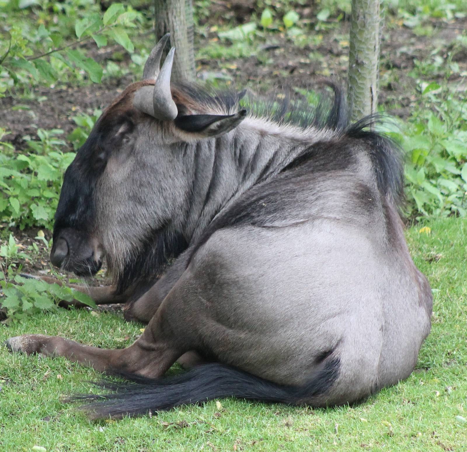 Brindled gnu