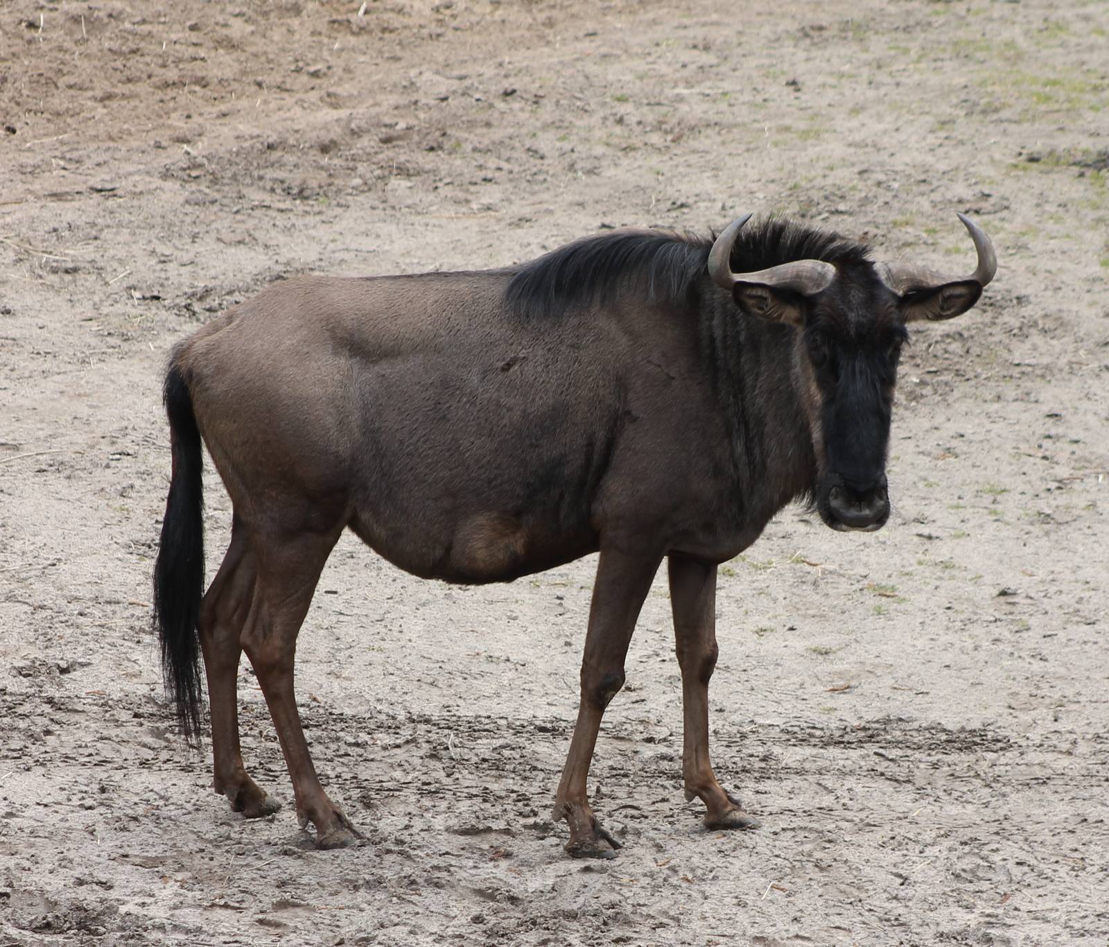 Brindled gnu