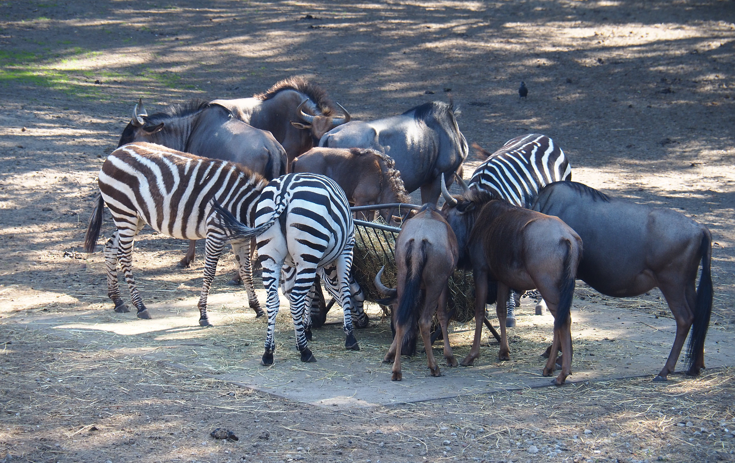 Brindled gnus (Connochaetes taurinus taurinus) and Grant's zebras (Equus quagga boehmi) at hay feeder, 2019-09-15