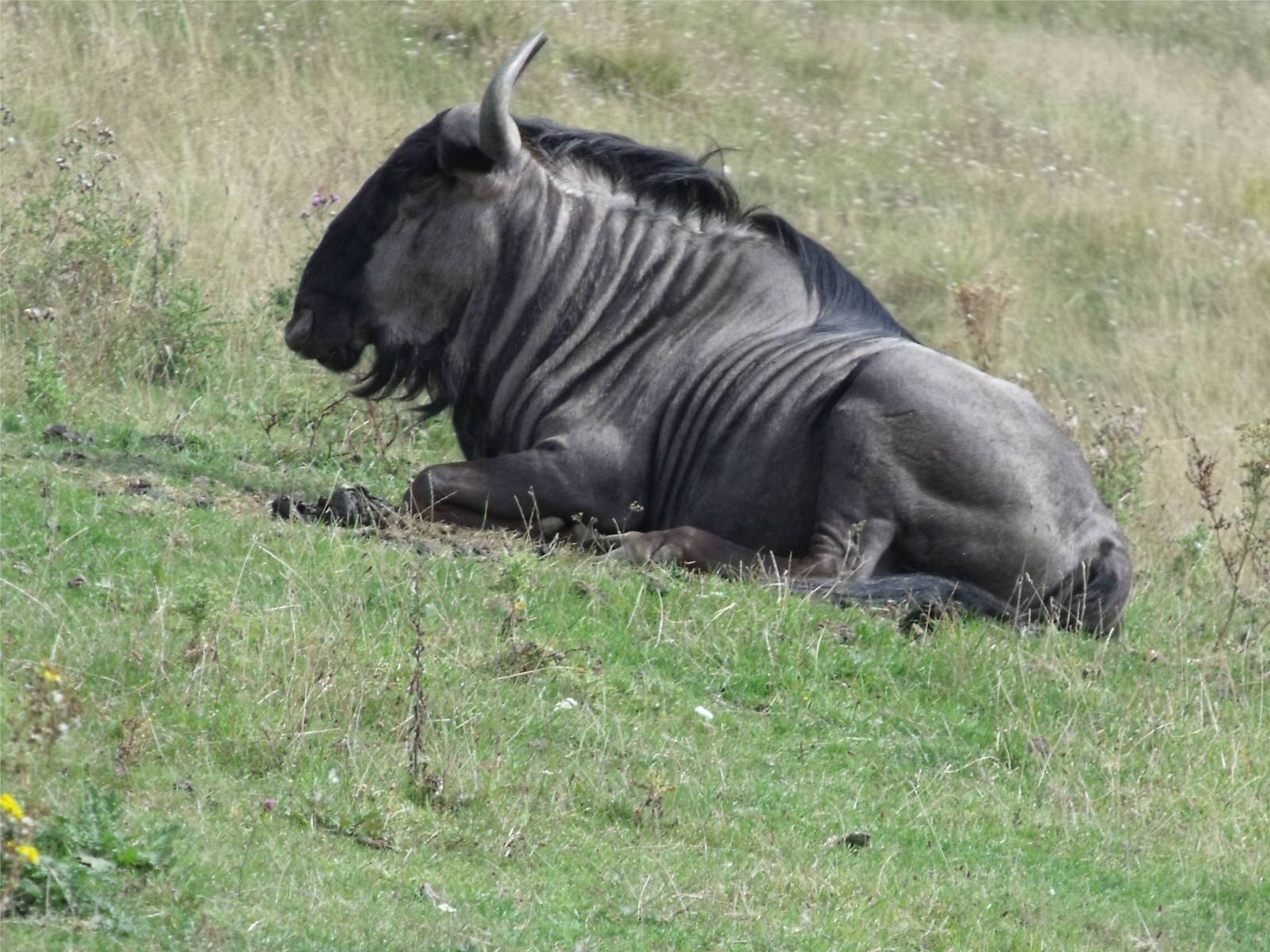 Brindled Wildebeest