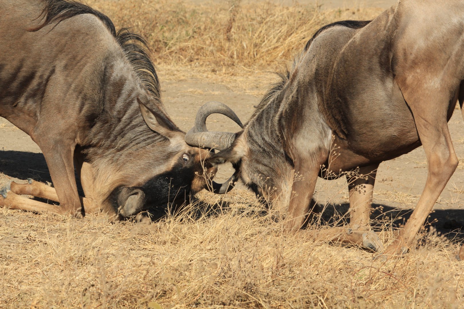 Brindleg Gnus fighting - Ngorongoro (September 2018)