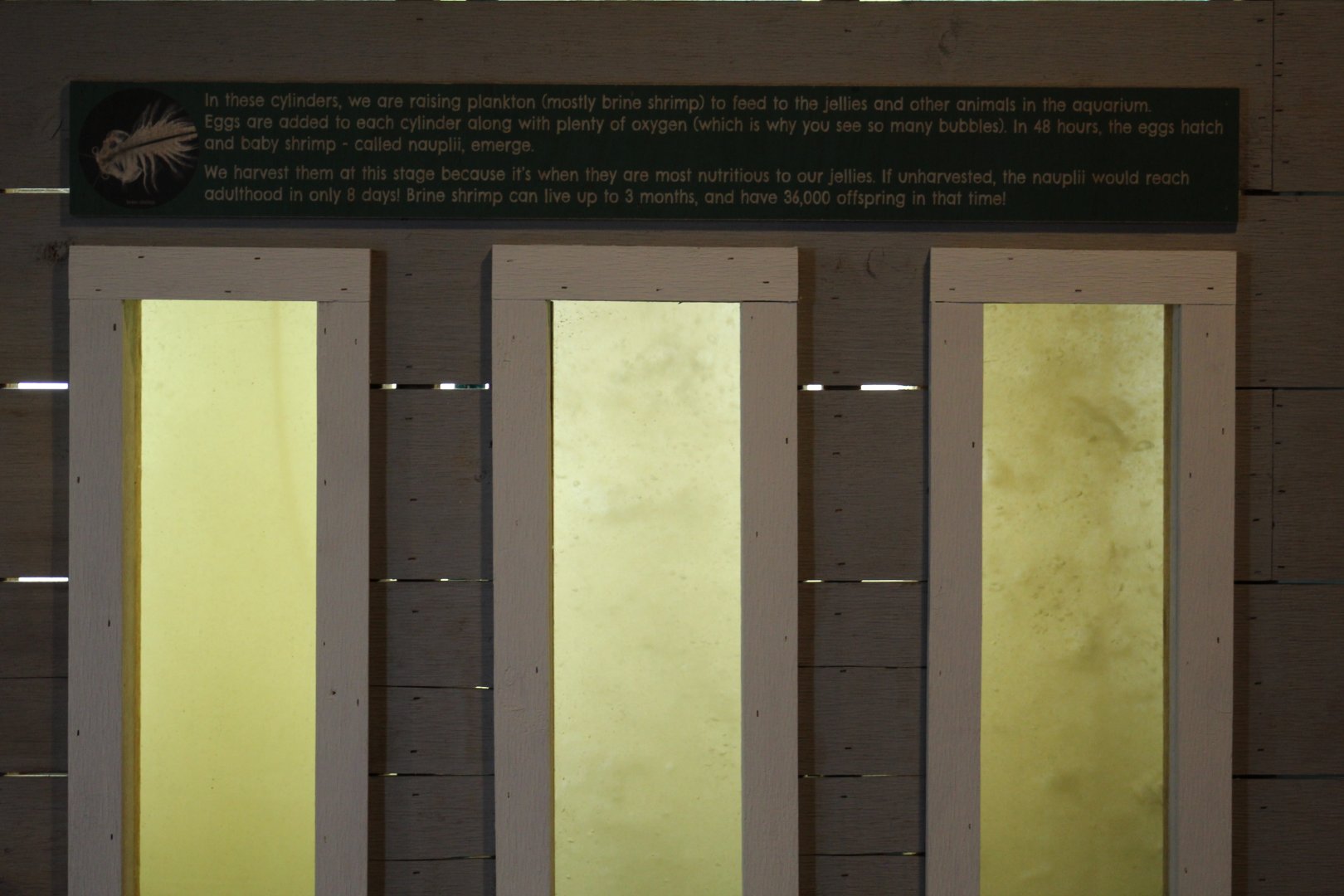 Brine Shrimp Breeding Pods