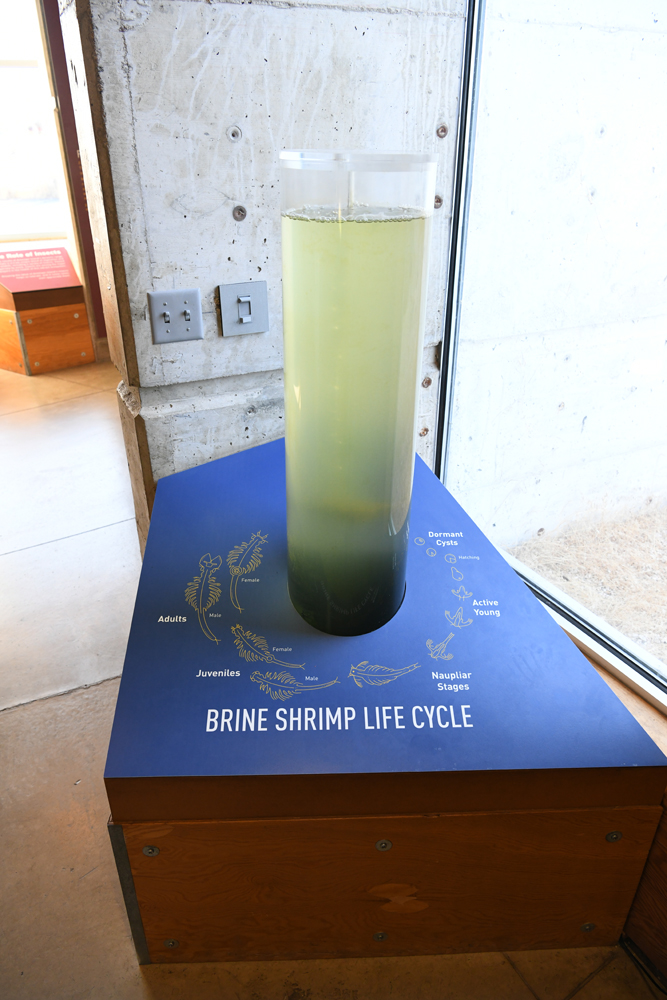 brine shrimp educational display