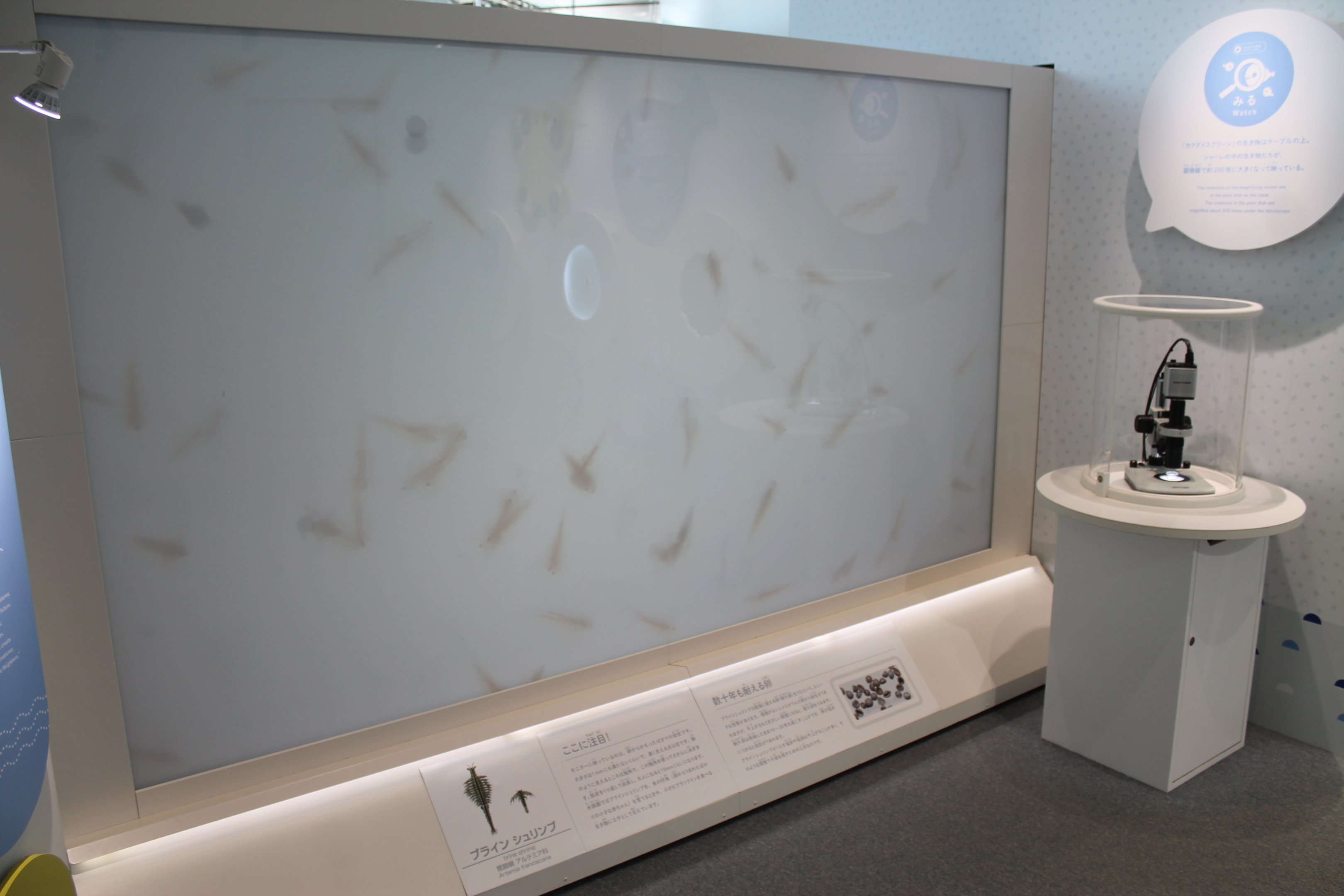 Brine Shrimp magnified