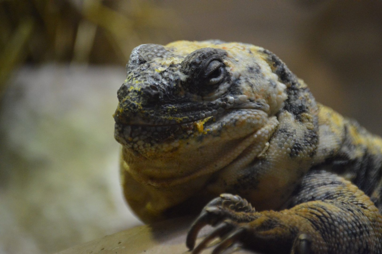 "Bring me Solo and the Wookie"