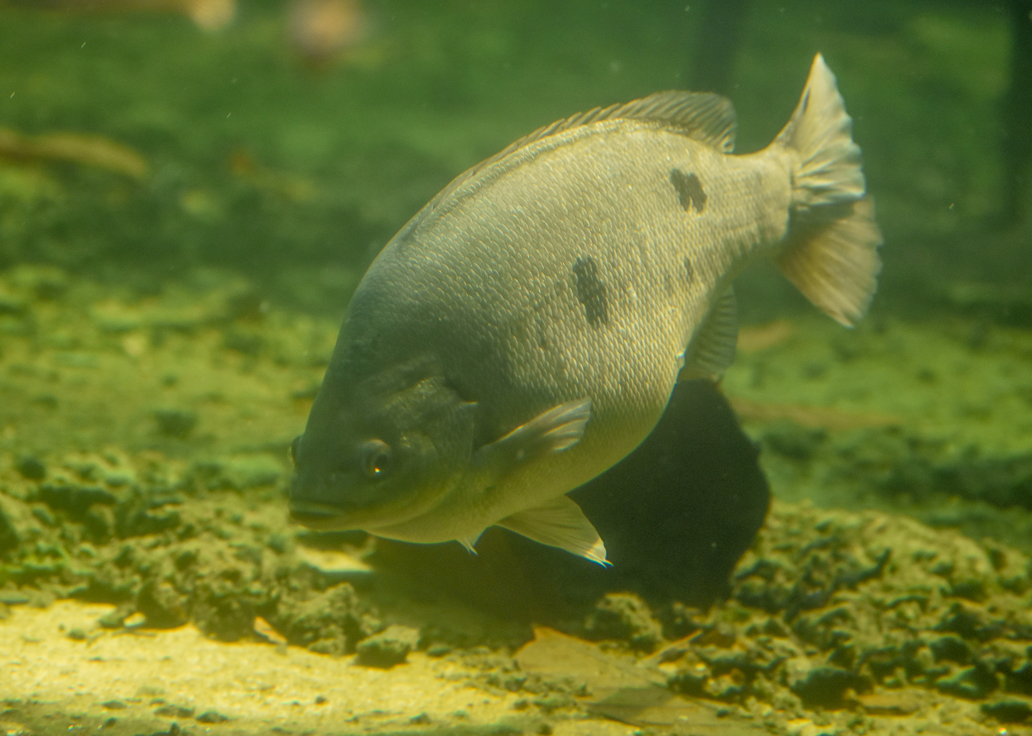 Brisbane Botanic Gardens - Jade Perch