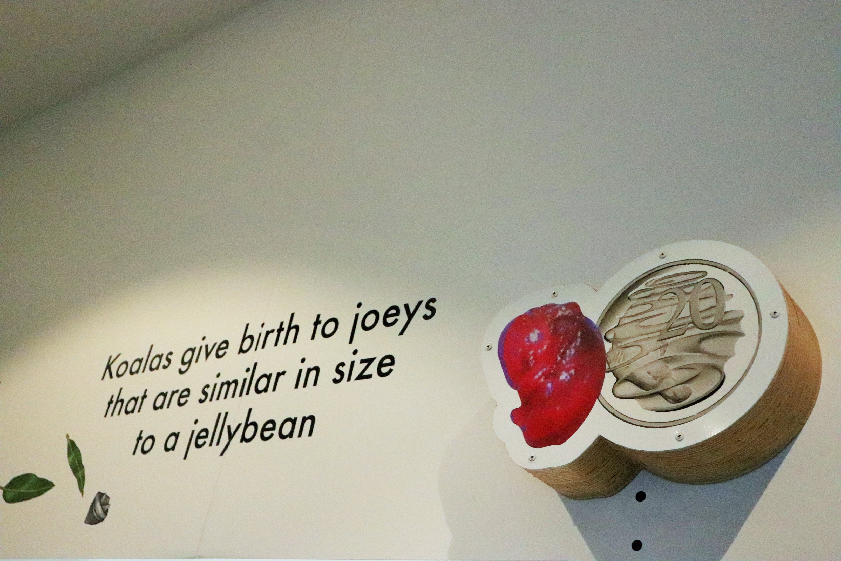 Brisbane Koala Science Institute - Koala Facts