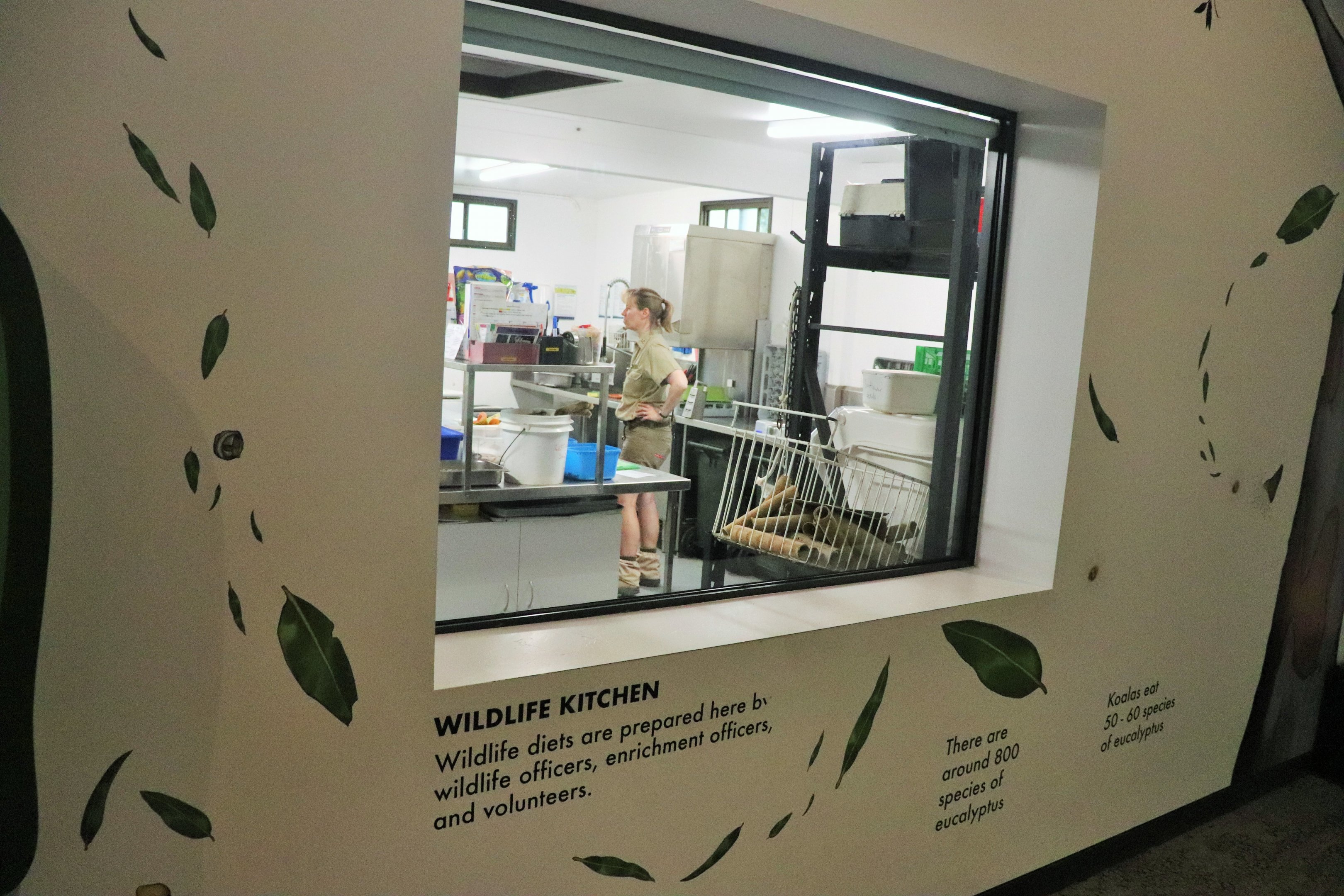 Brisbane Koala Science Institute - Viewing Window