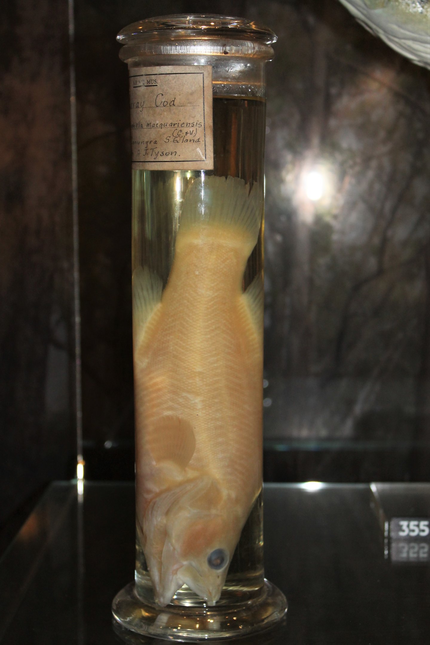 Brisbane River Cod (Maccullochella sp)