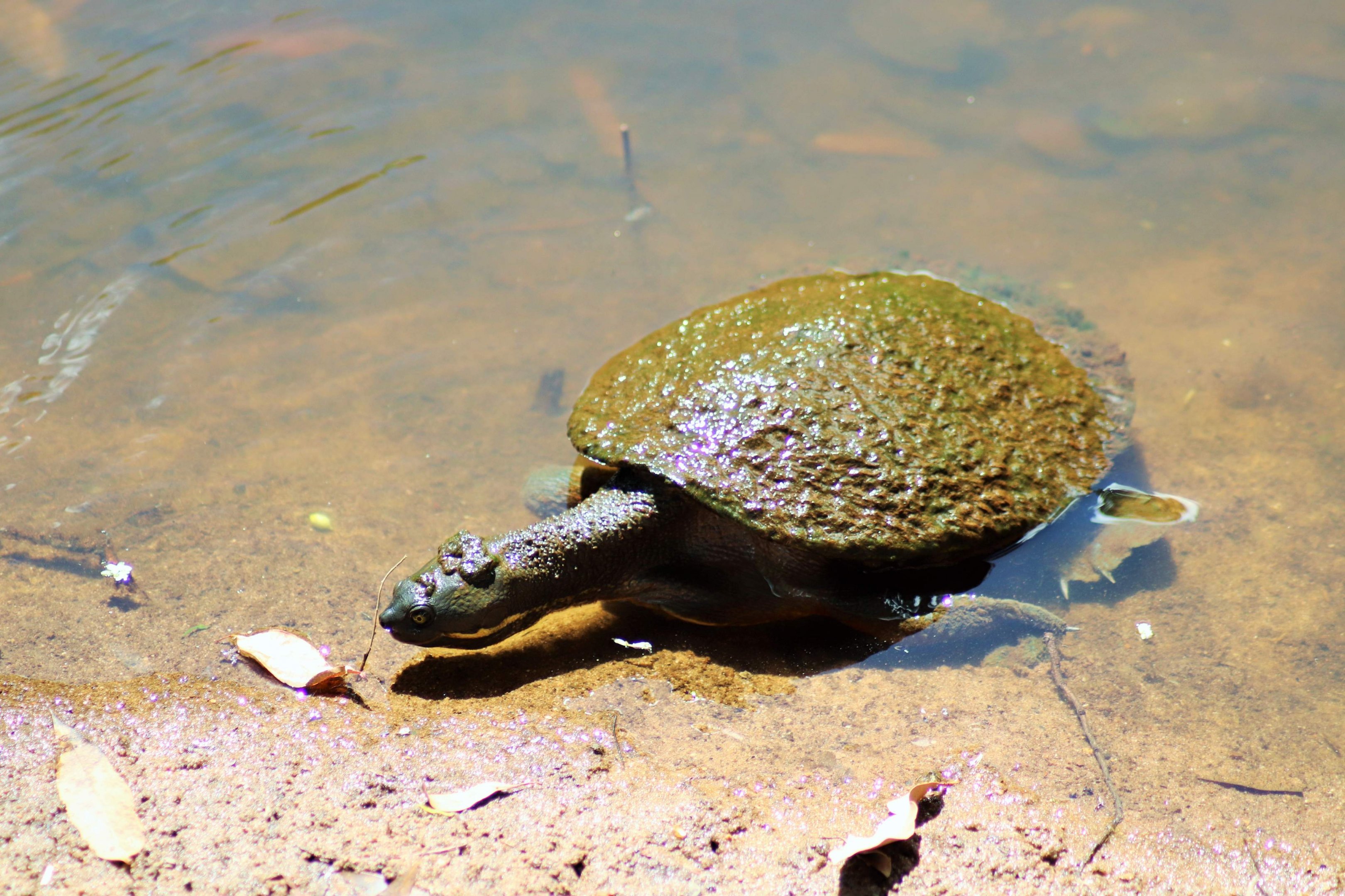 Brisbane River Turtle (Emydura macquarii signata)