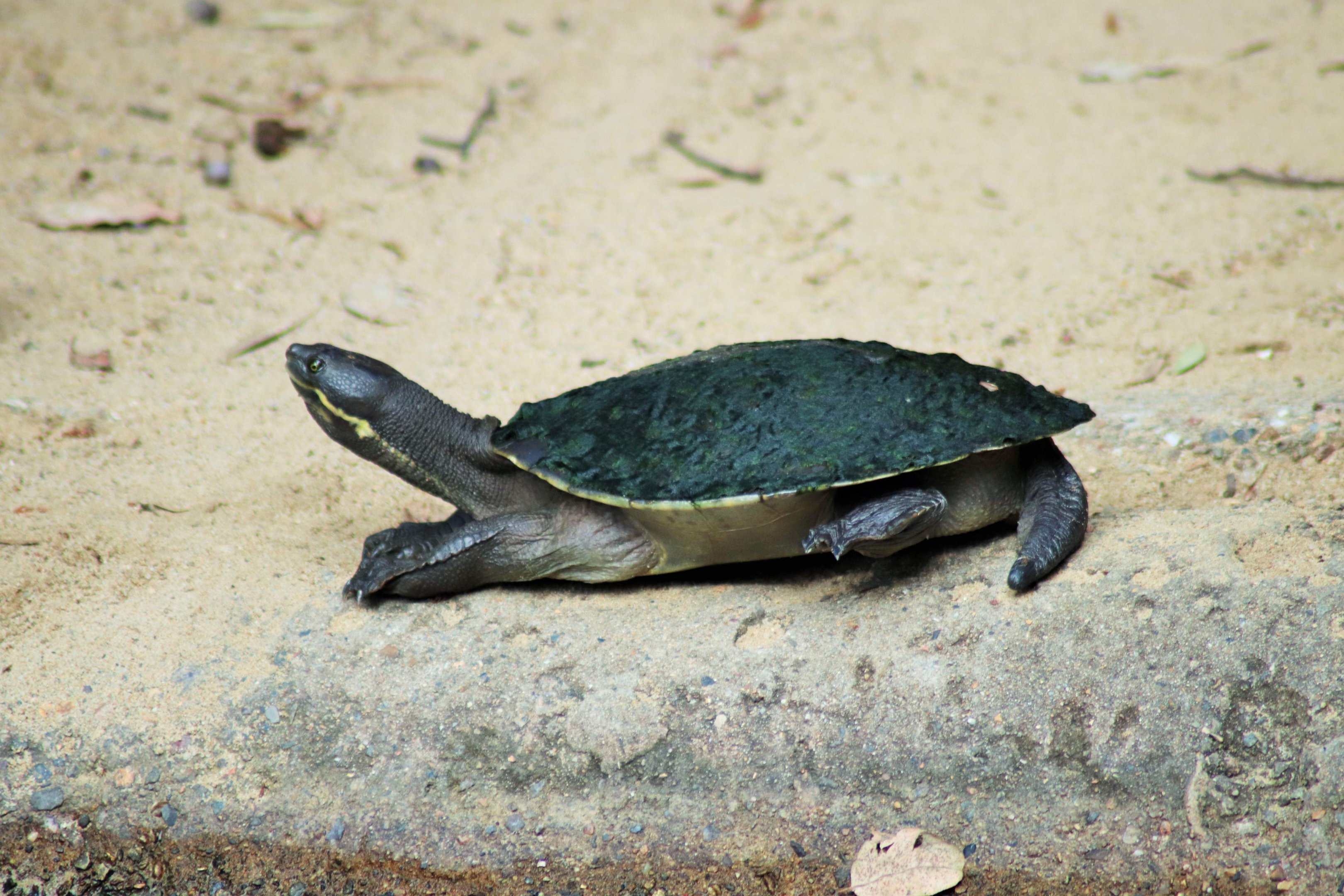 Brisbane River Turtle (Emydura macquarii signata)