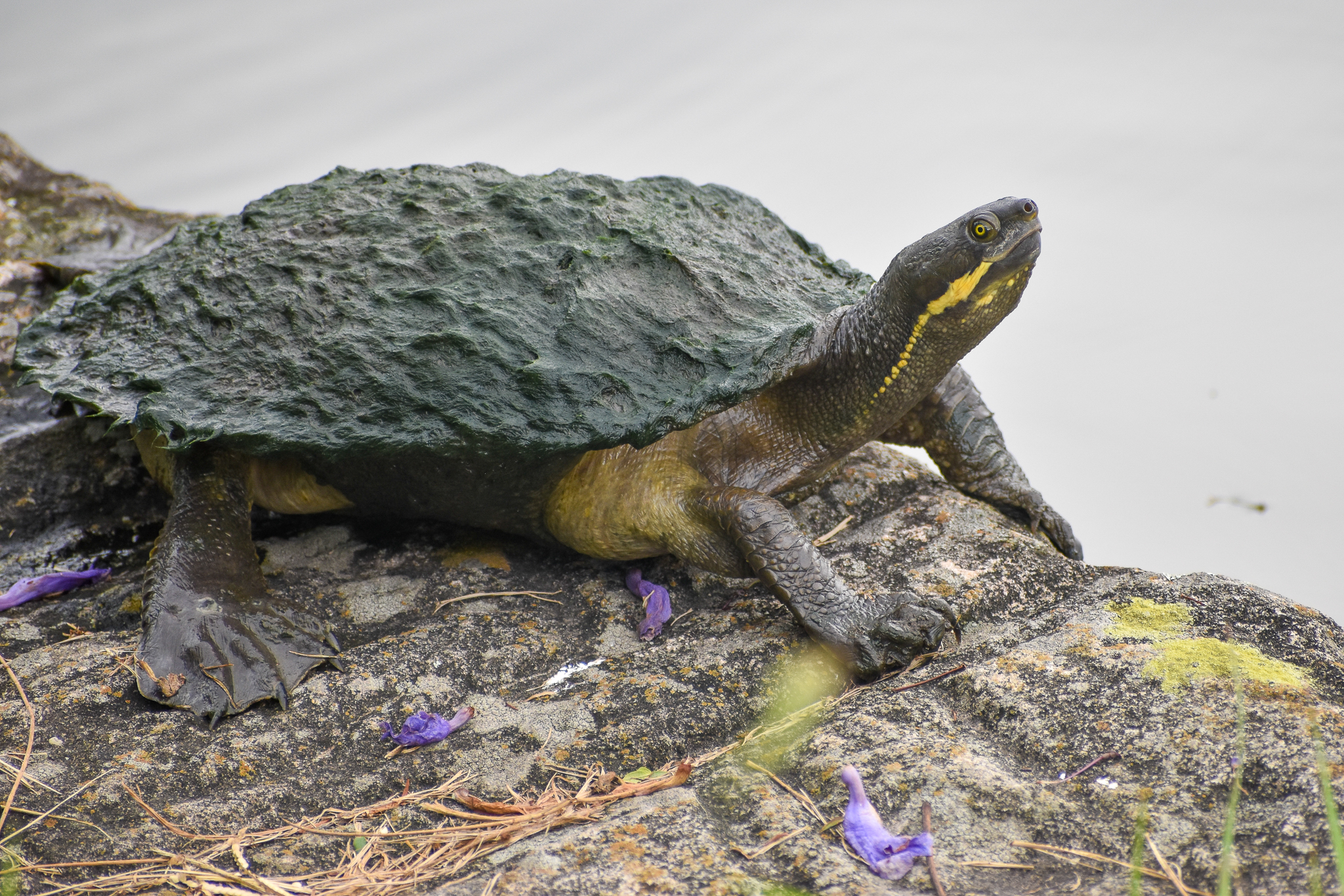 Brisbane River Turtle (Emyduras macquarii signata)