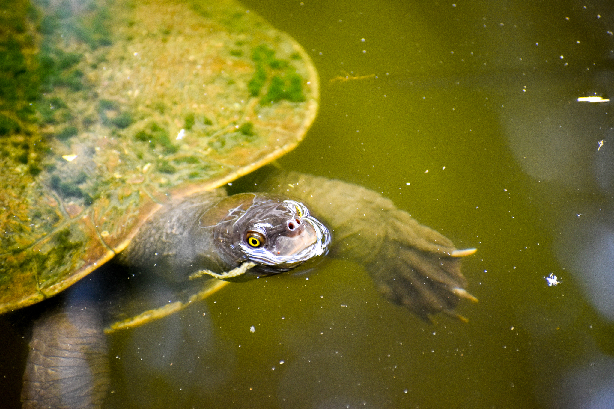 Brisbane River Turtle (Emyduras macquarii signata)