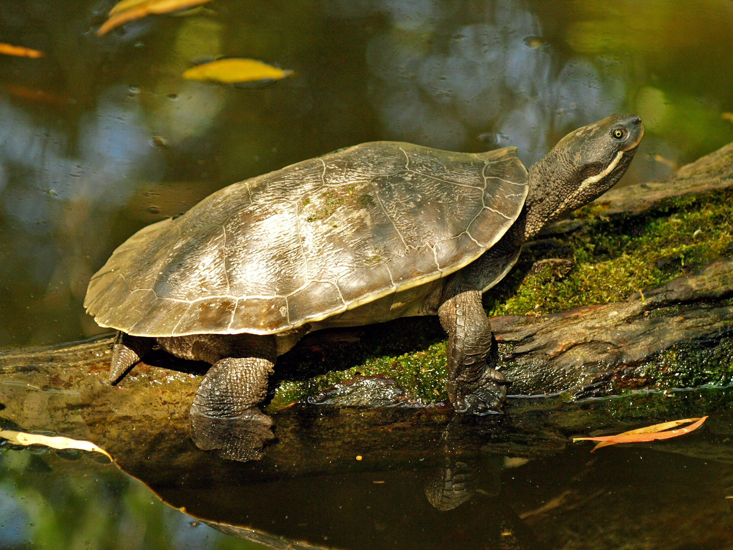Brisbane River Turtle