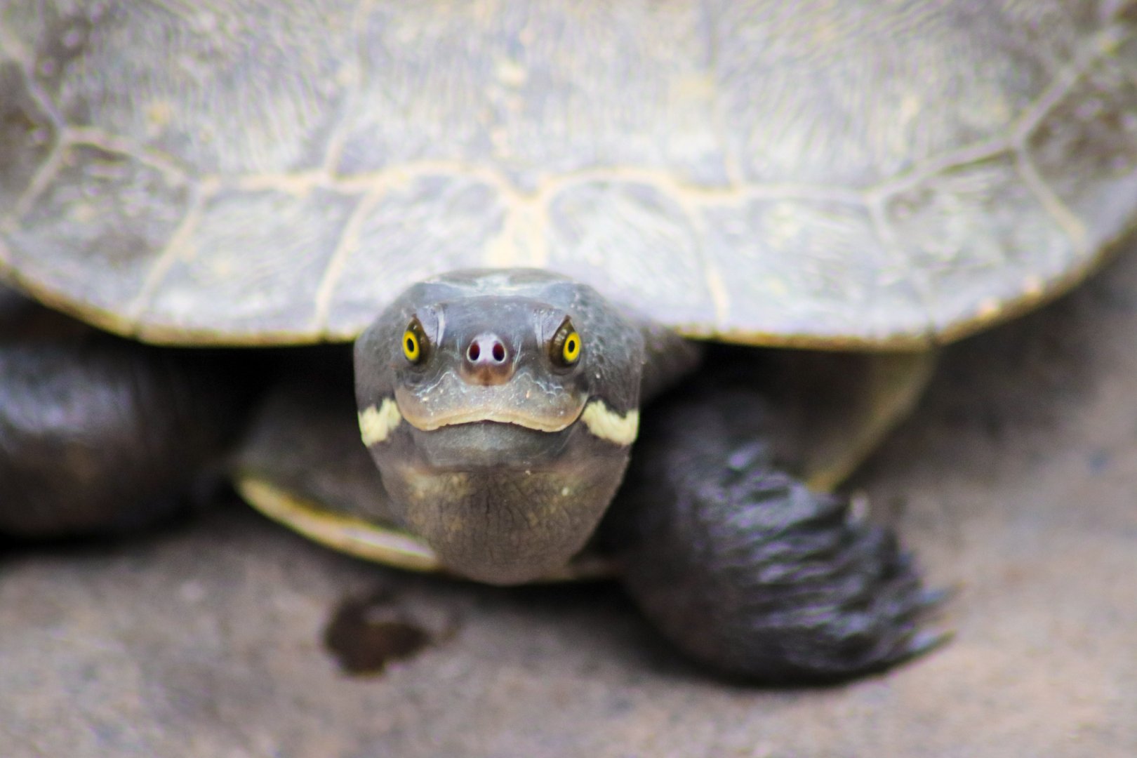 Brisbane River Turtle