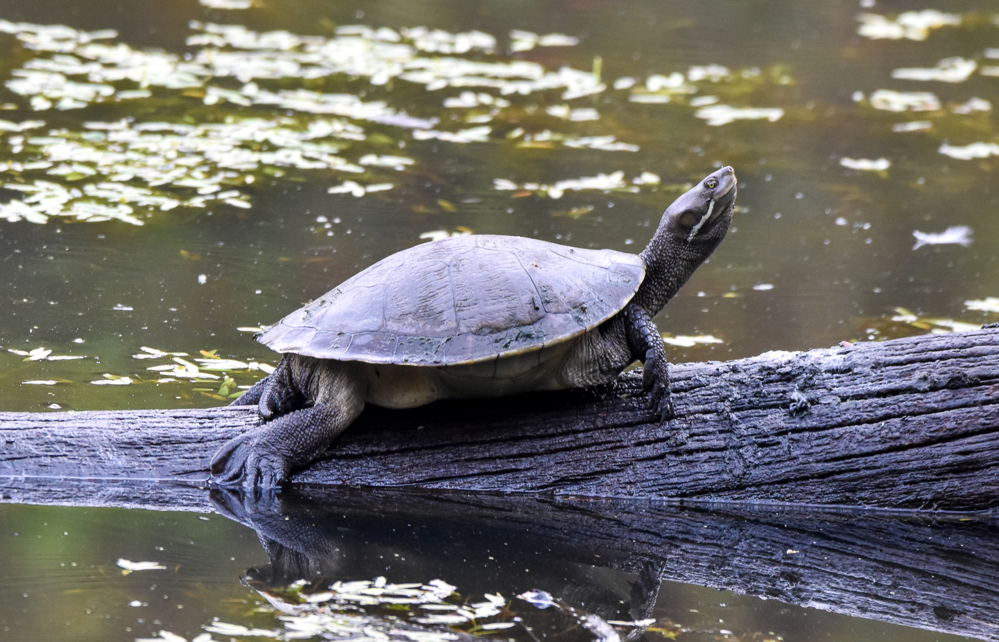 Brisbane River Turtle