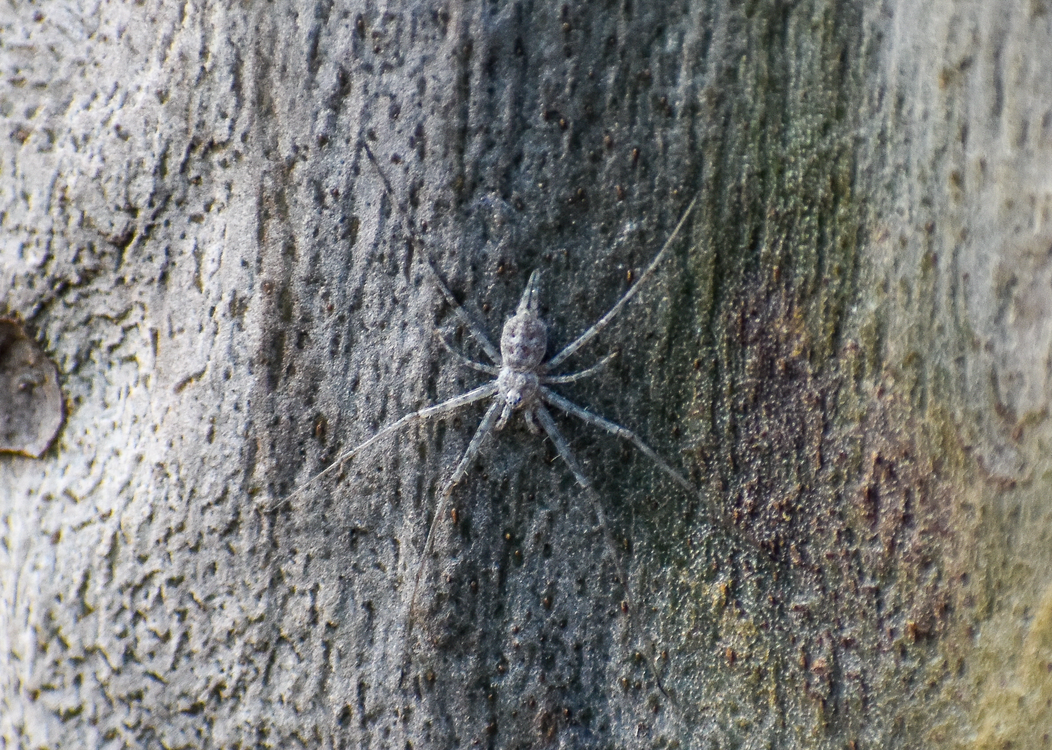 Brisbane Two-tailed Spider, Tamopsis brisbanensis