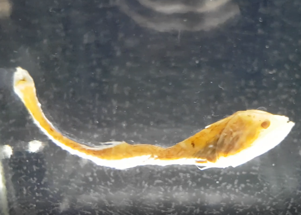 Bristle-mouth fish - Gonostoma bathyphilum