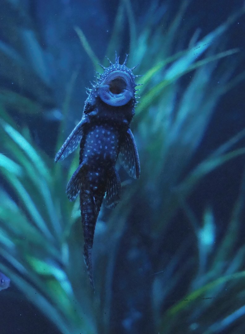 Bristle-nose catfish (Ancistrus species), 2023-10-13