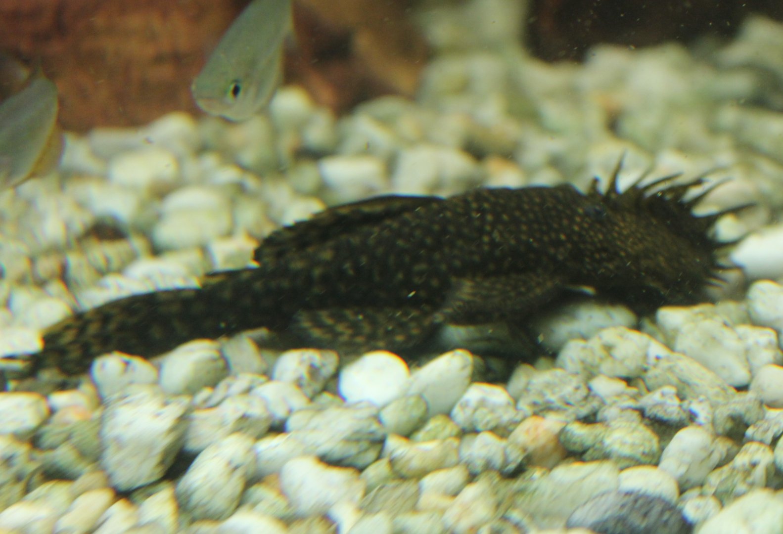 Bristle-nose catfish