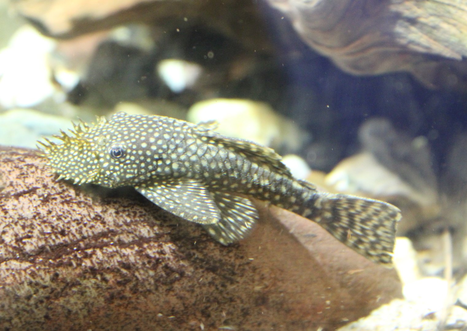 Bristle-nose catfish