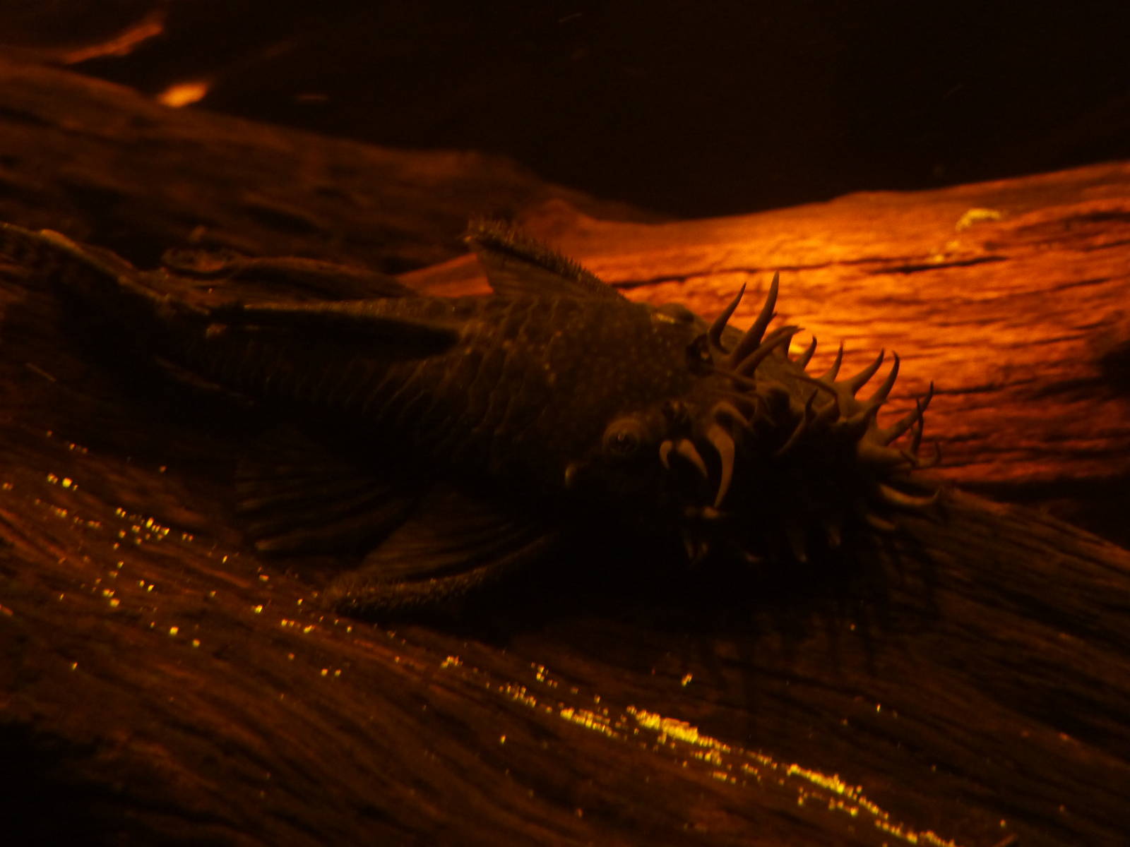 Bristle-nosed catfish