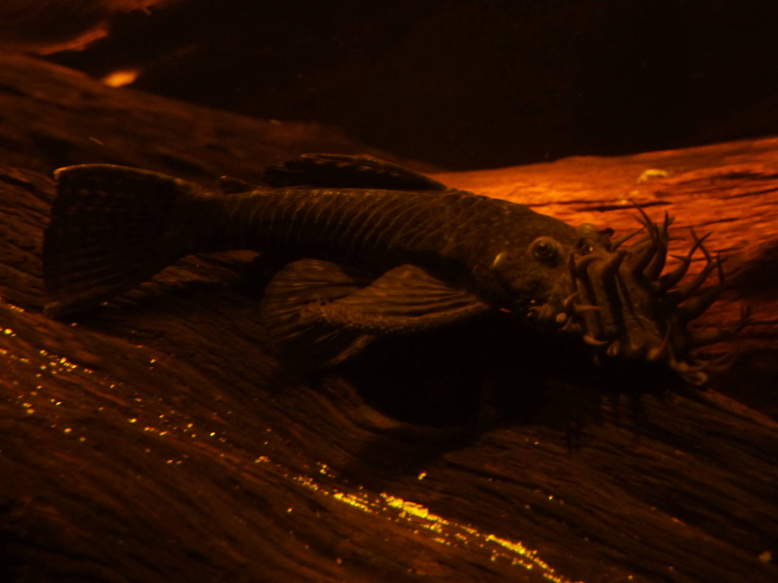 Bristle-nosed catfish