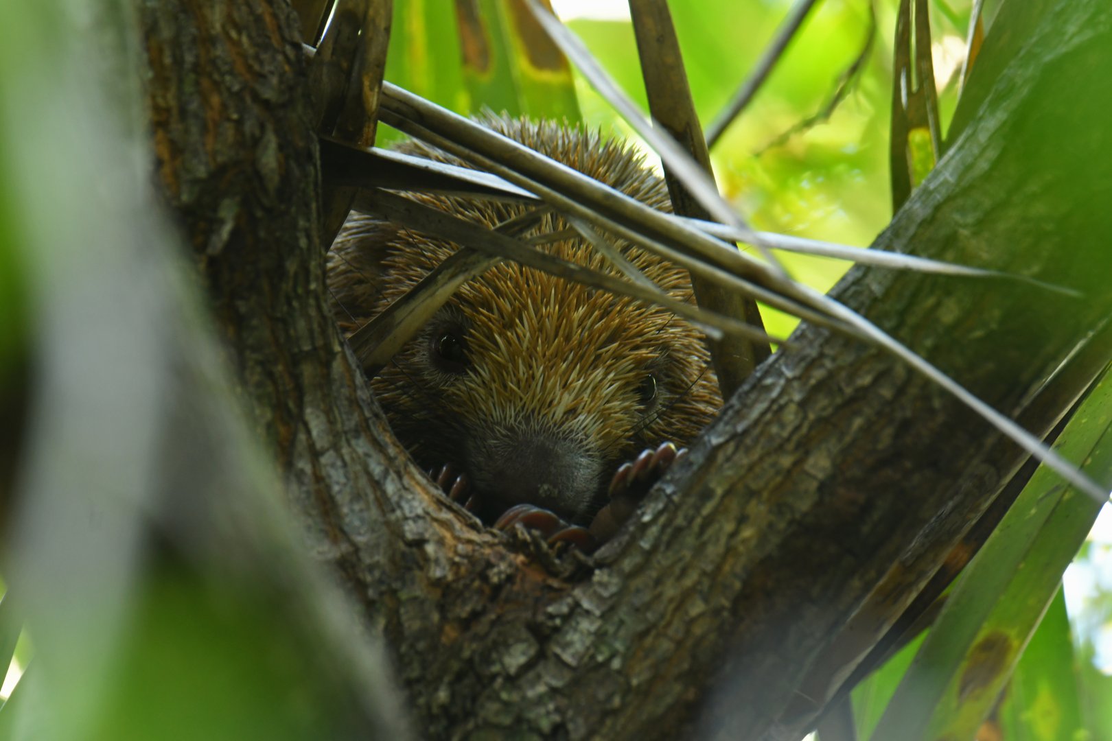 Bristle-spined rat (Chaetomys subspinosus)