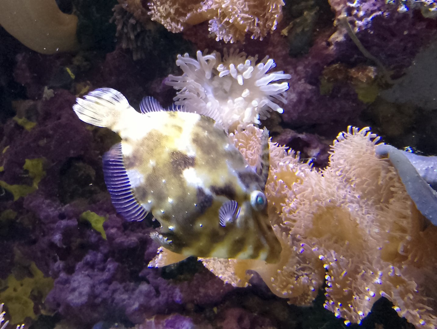 Bristle-tail file-fish