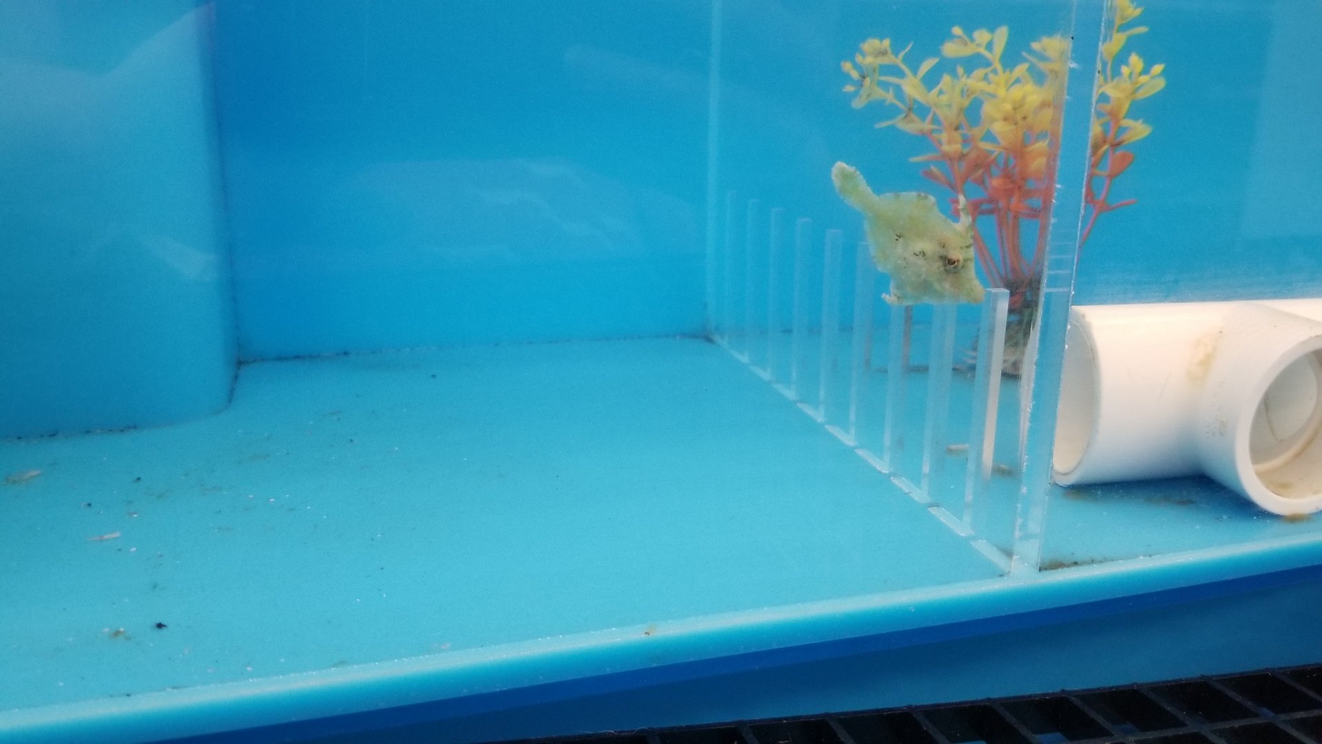 Bristle-tail filefish, Acreichithys tomentosus