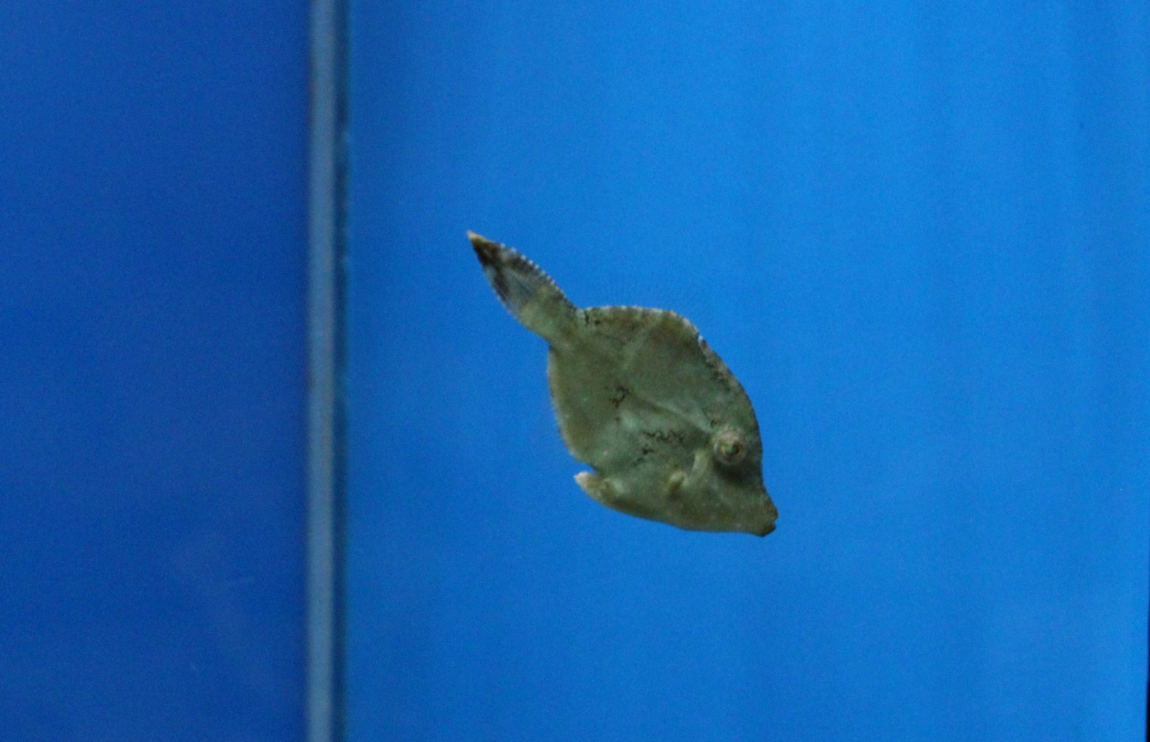 Bristle-tail filefish - Acreichthys tomentosus