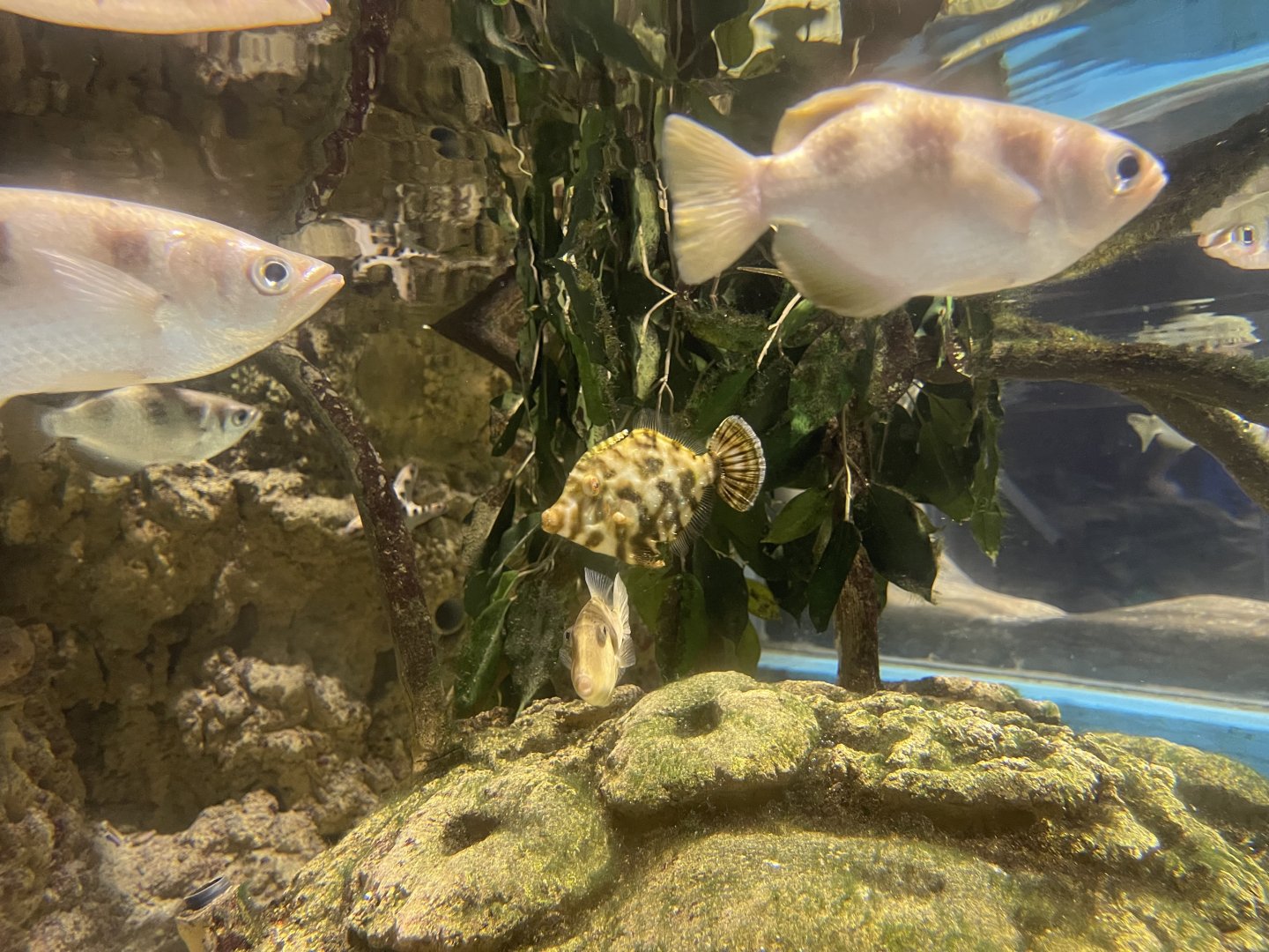 bristle-tail filefish (acreichthys tomentosus)