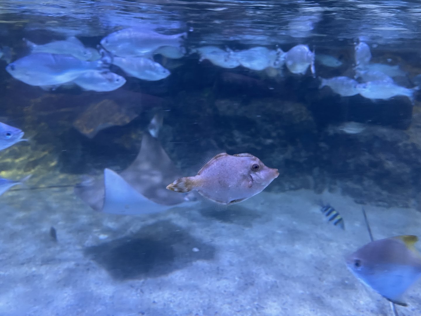 bristle-tail filefish (acreichthys tomentosus)