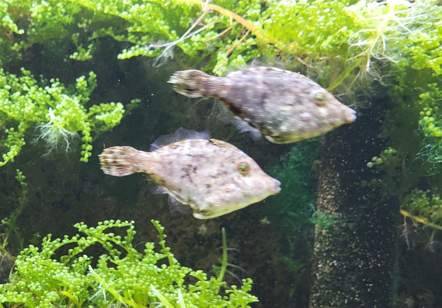 Bristle tail filefishes - Acreichthys tomentosus