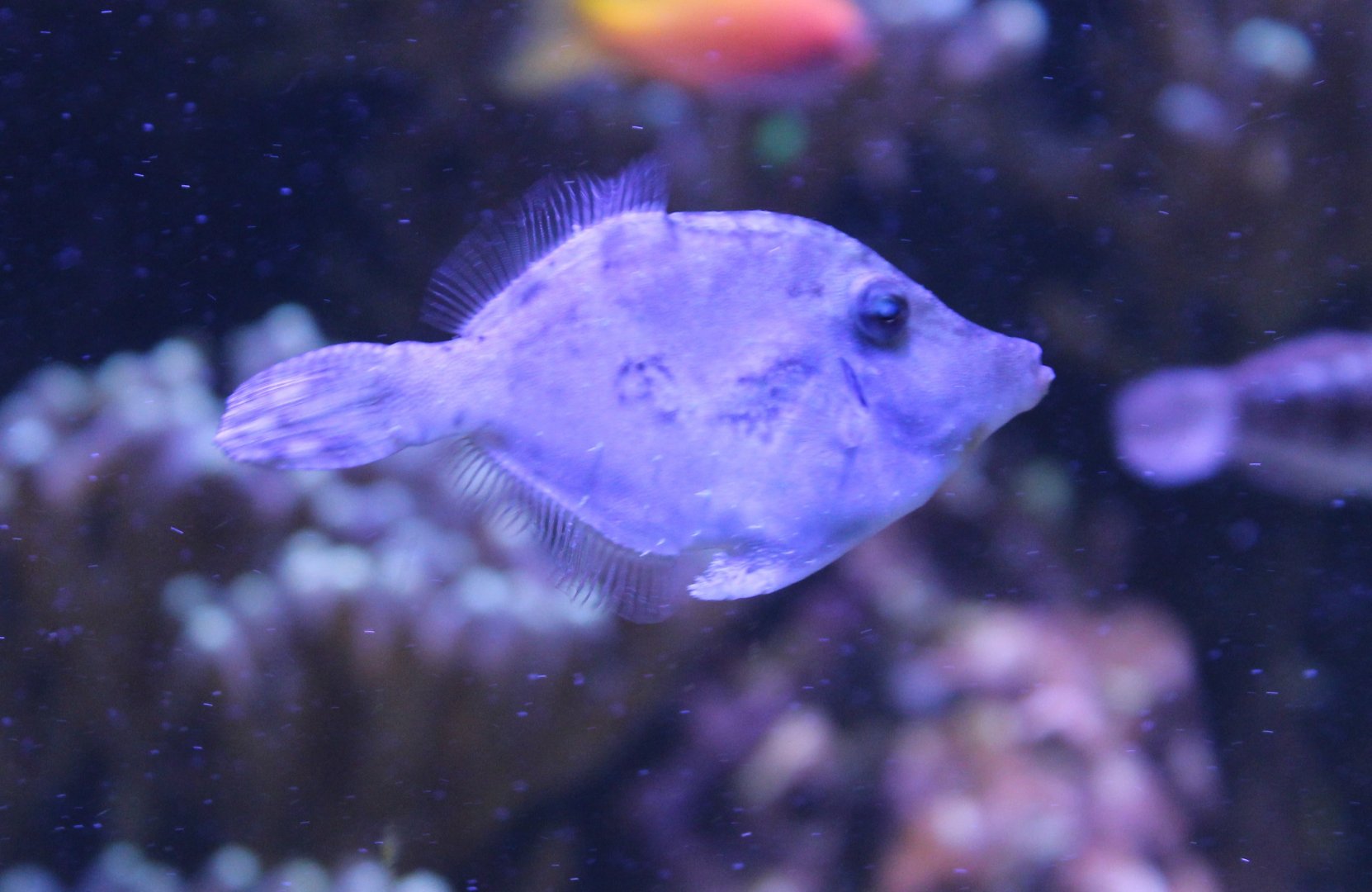 Bristle-tailed filefish - Acreichthys tomentosus
