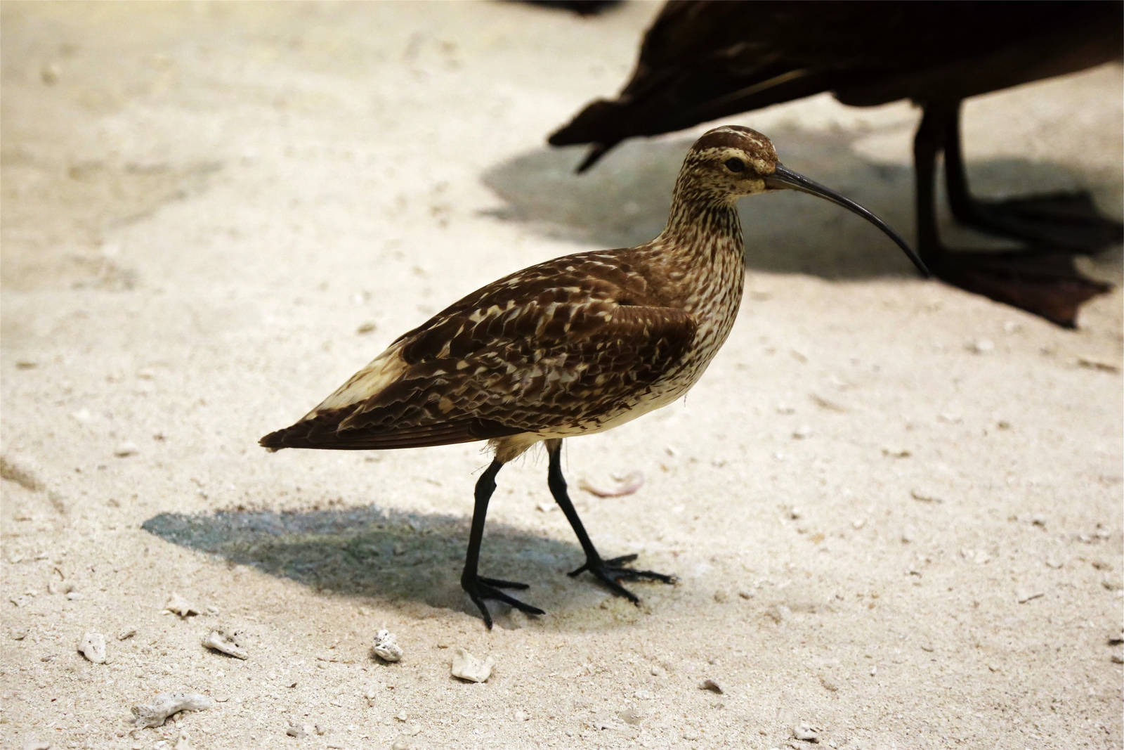 Bristle-thighed curlew (Numenius tahitiensis)