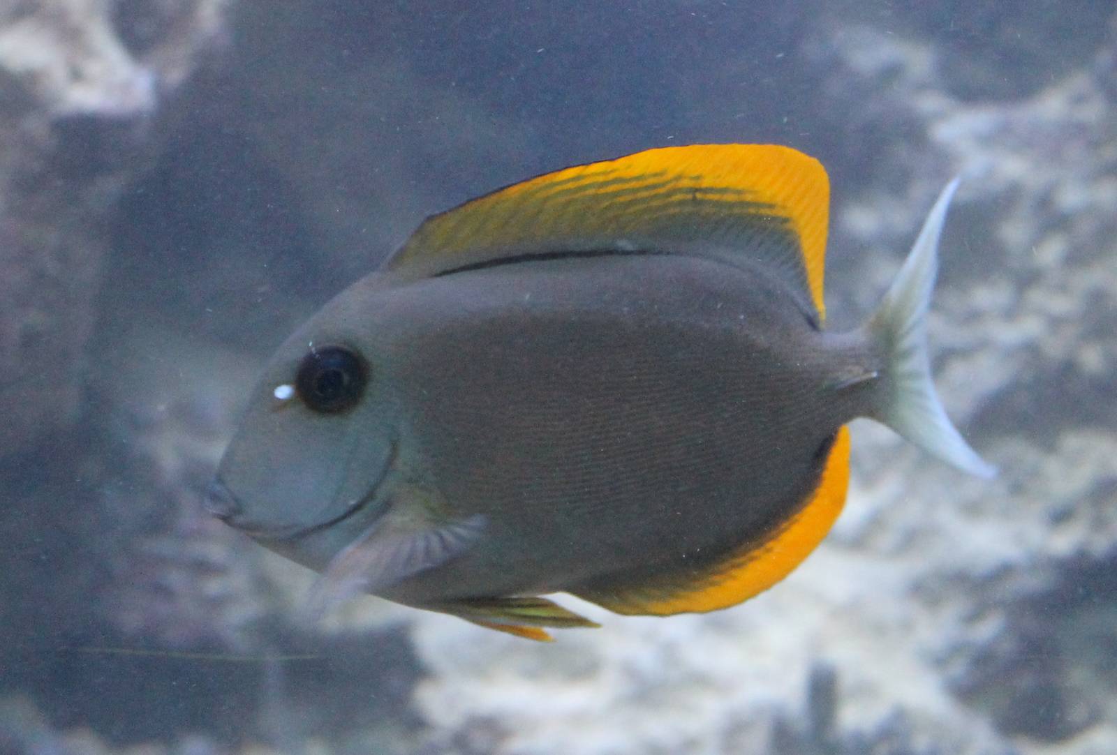 Bristle-tooth Tomini tang