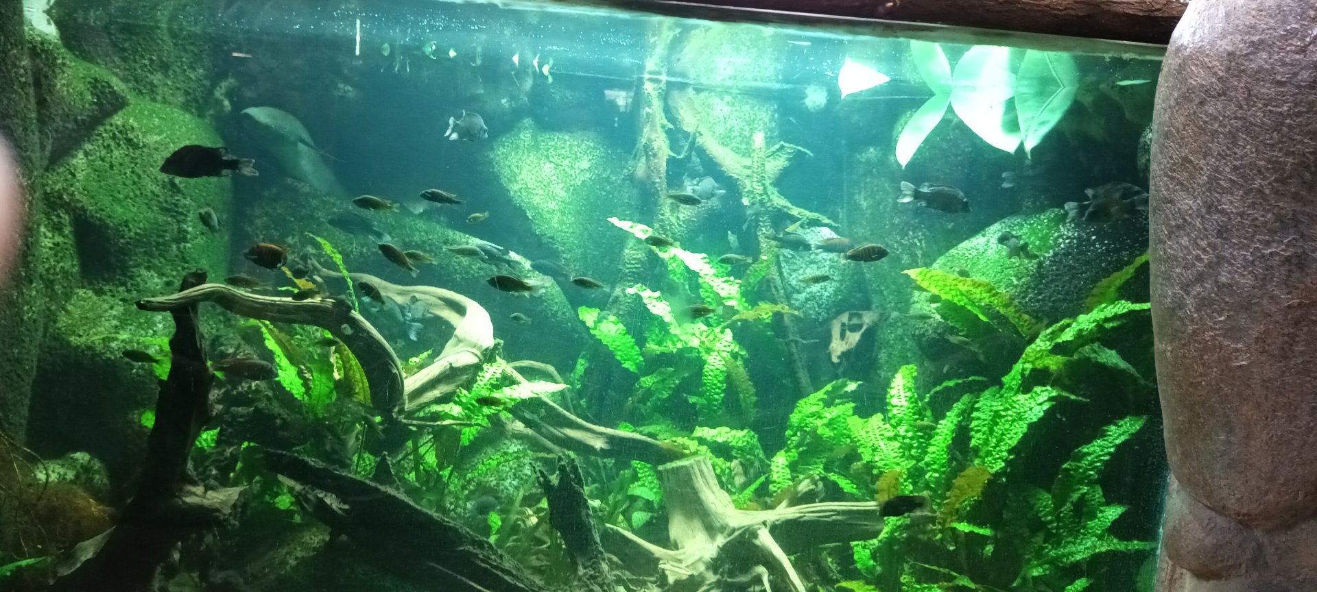 Bristlenose Catfish, african Cichlids, Yellow belly Albert, Mangarahara Cichlid and west african Lungfish Tank