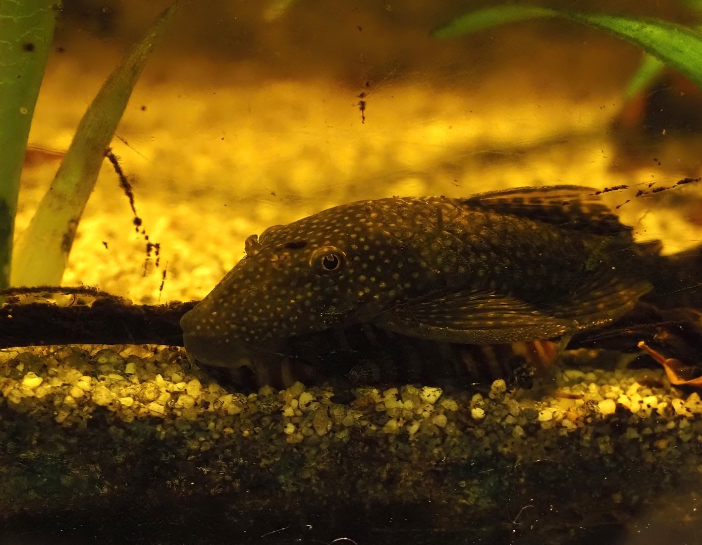 Bristlenose catfish (Ancistrus dolichopterus), 2025-05-22