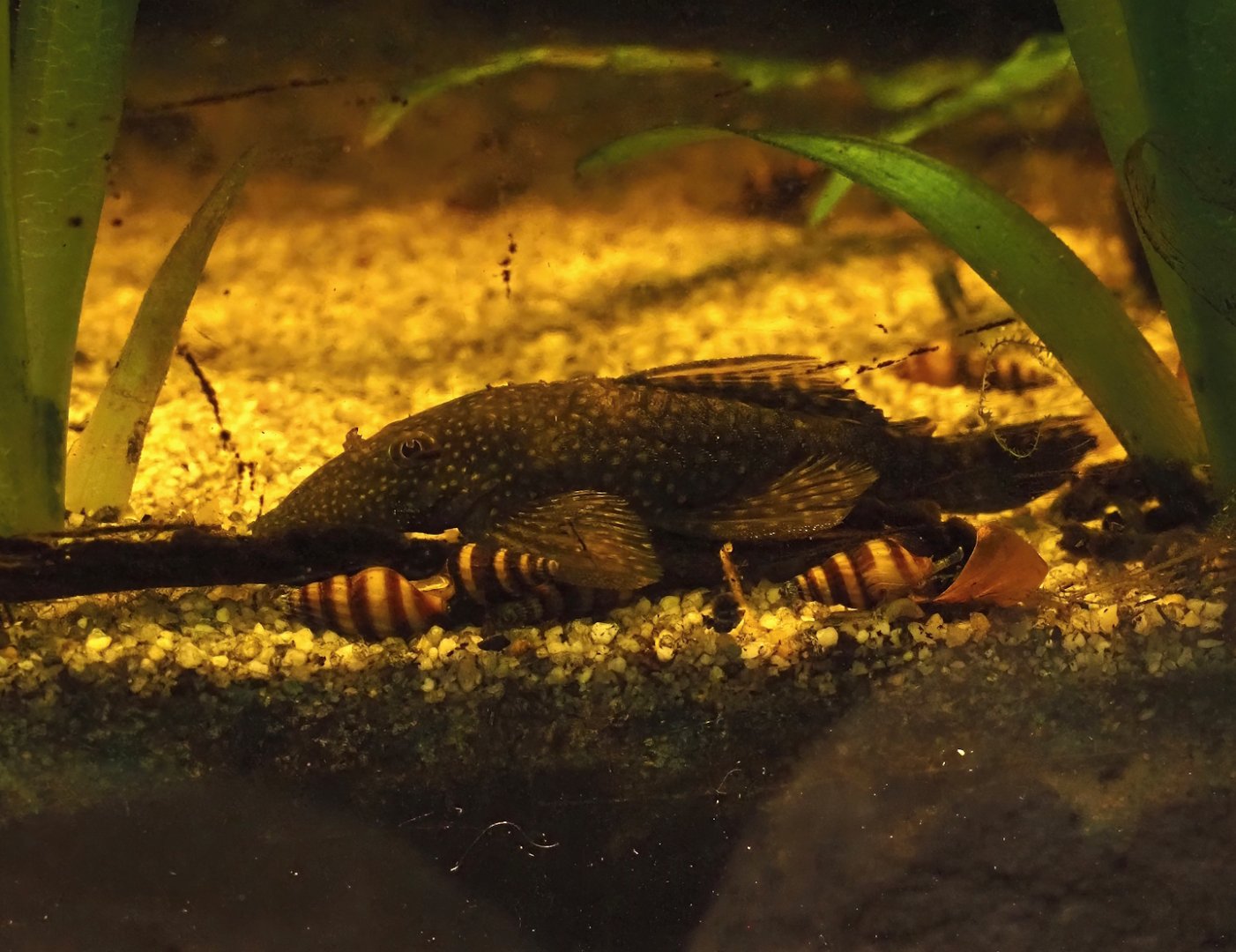 Bristlenose catfish (Ancistrus dolichopterus) and Assassin snails (Anentome helena), 2025-05-22