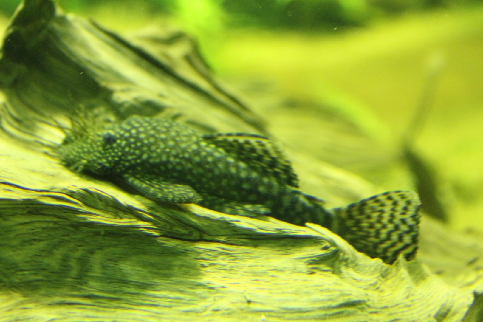 Bristlenose catfish - Ancistrus species