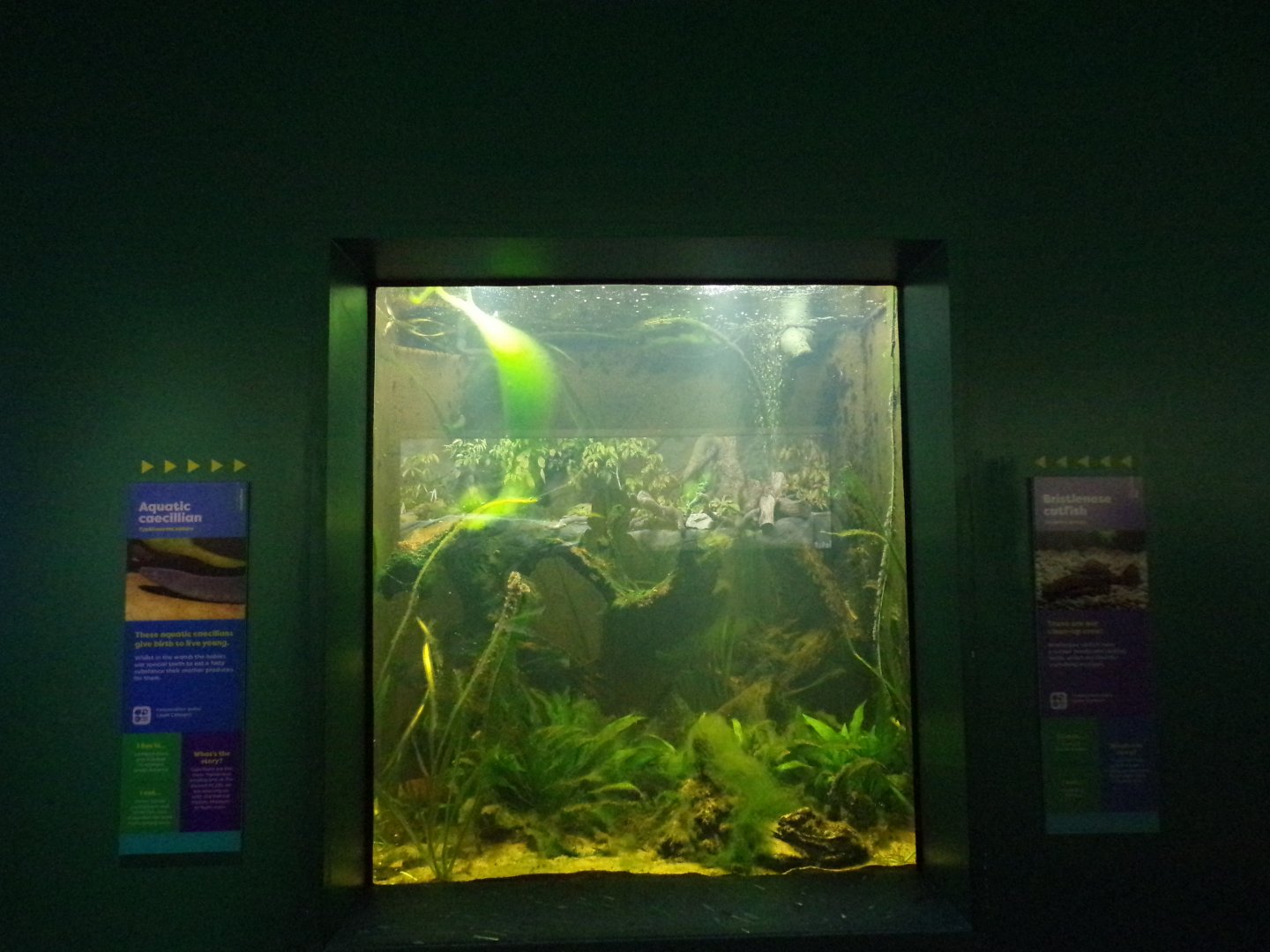 Bristlenose catfish and Aquatic caecillian tank  11.2.25