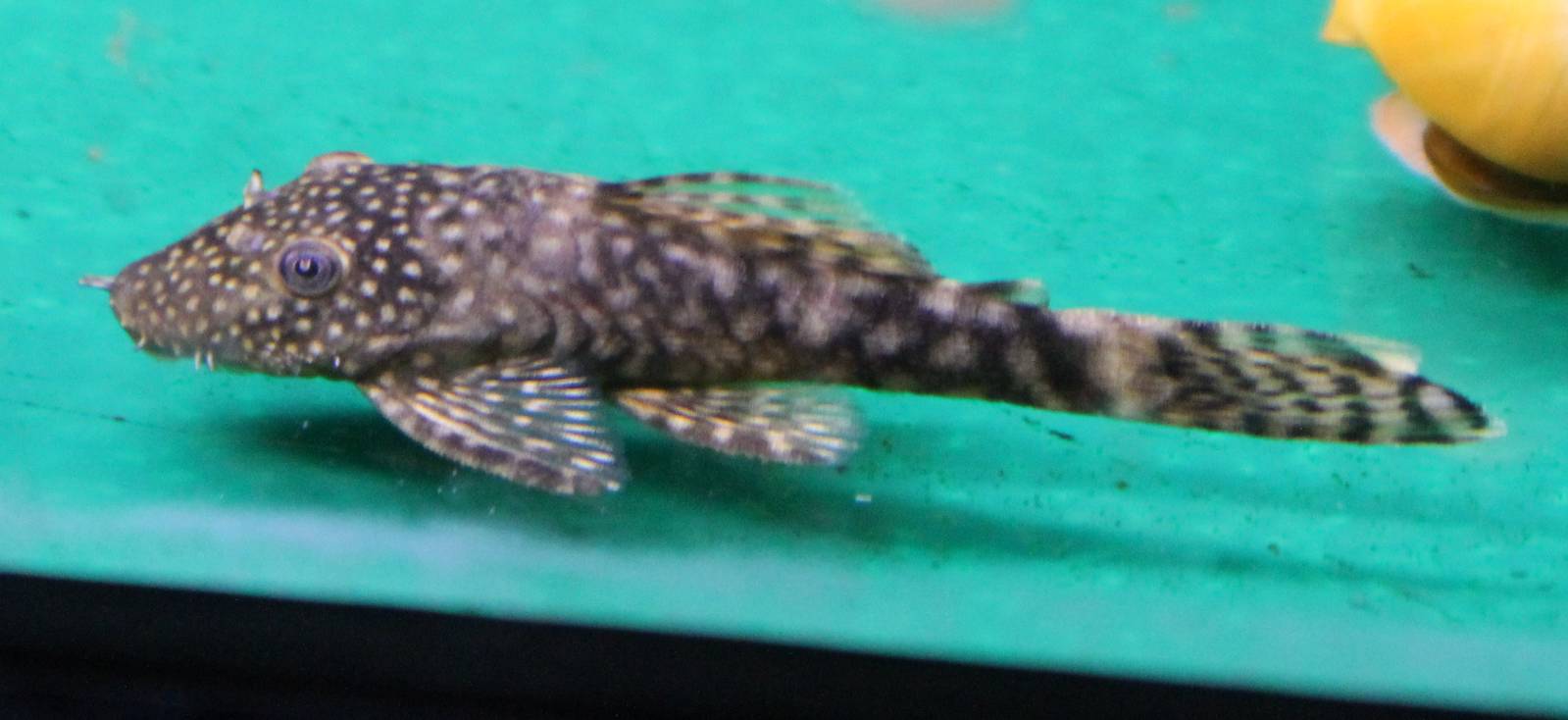 Bristlenose species