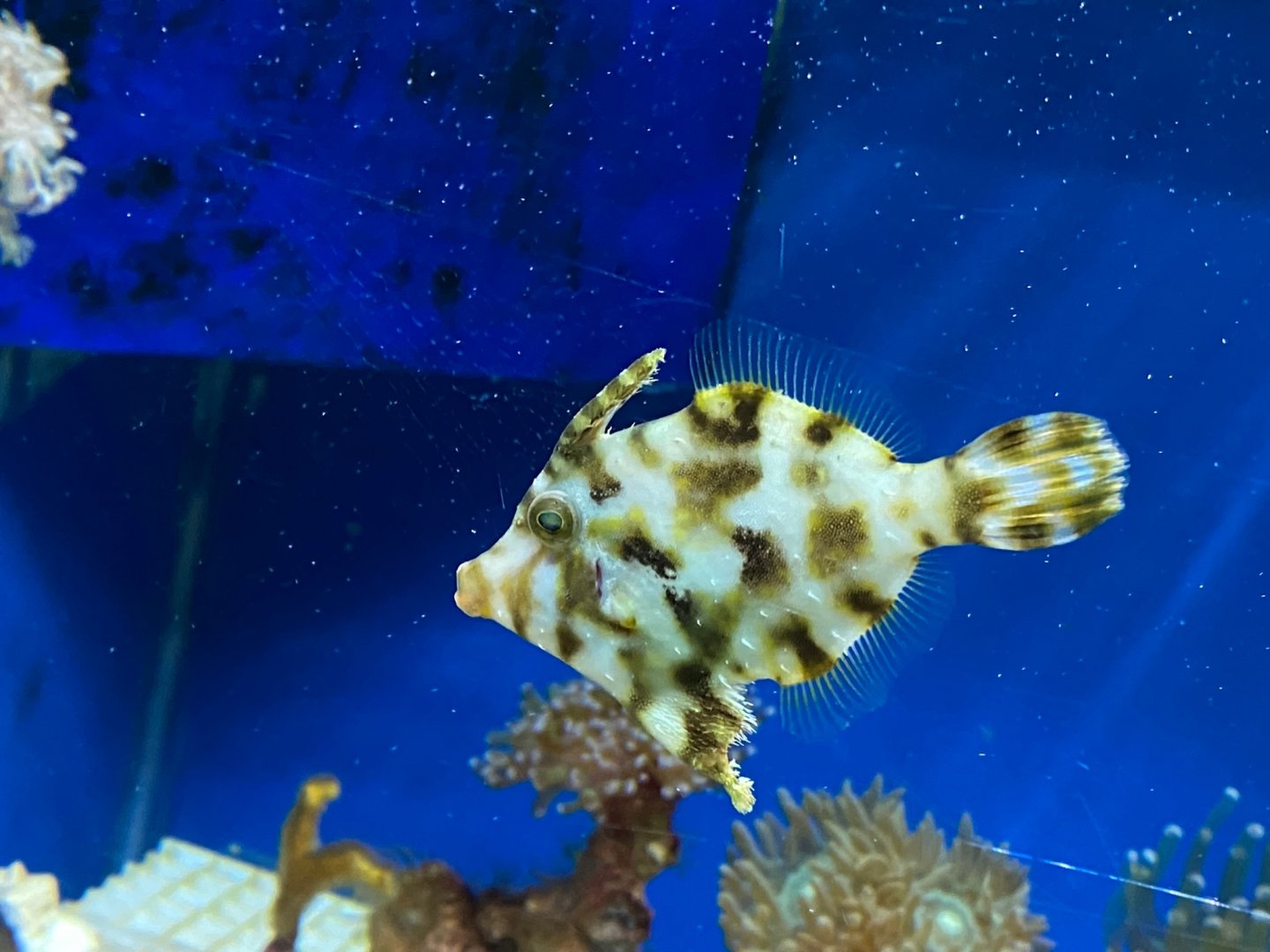 Bristletail filefish 240122