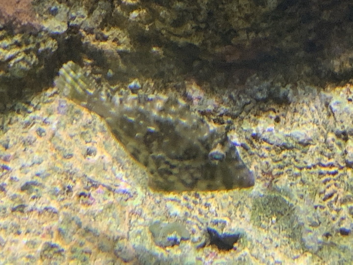 Bristletail Filefish (Acreichthys tomentosus)