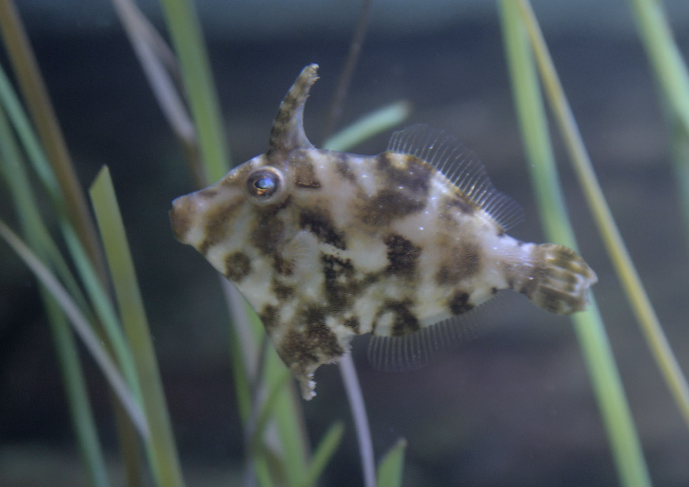 Bristletail filefish