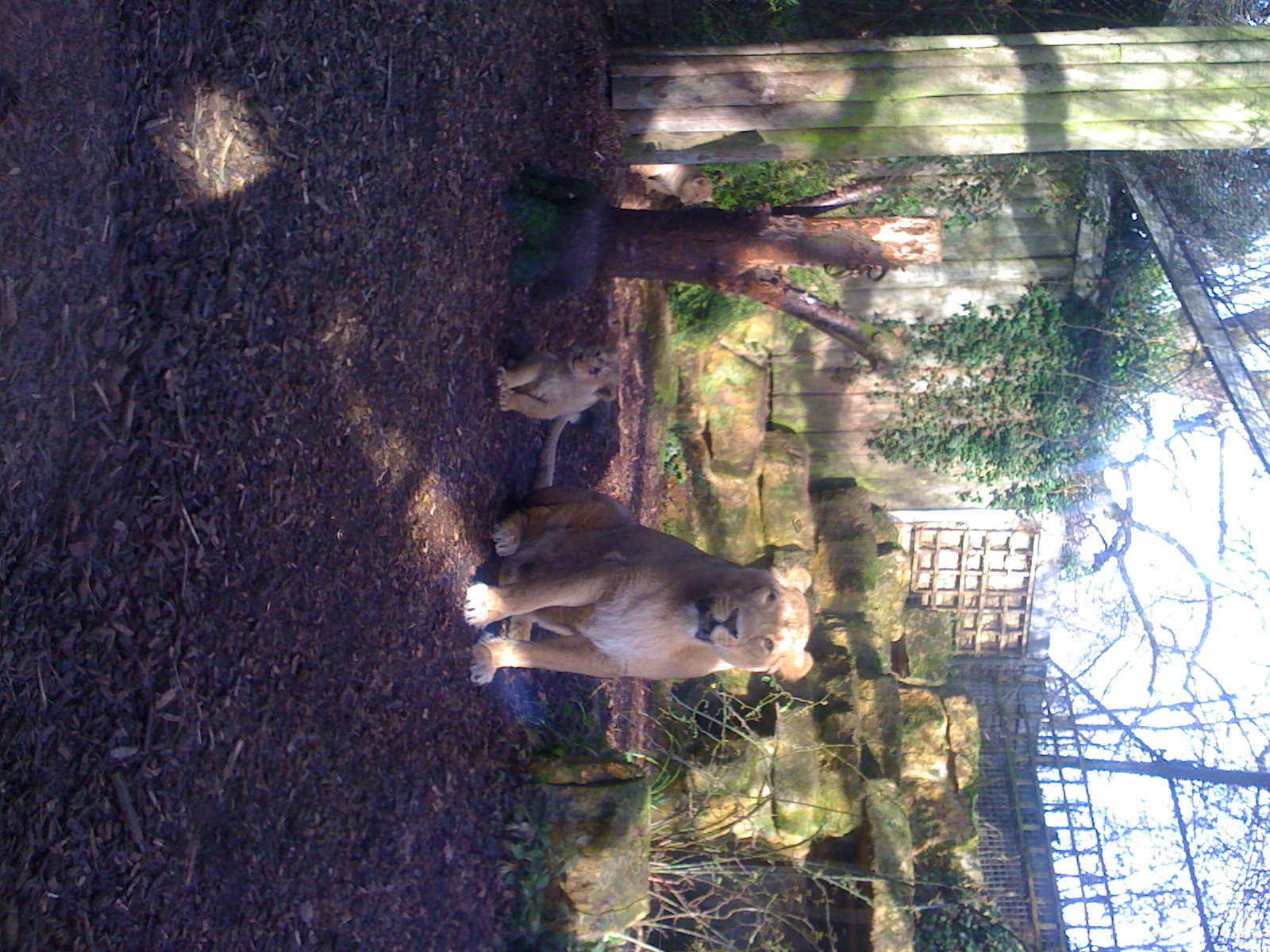Bristol Asiatic Lion cubs.