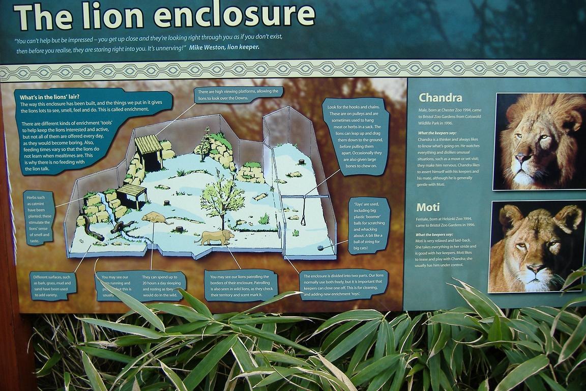 Bristol Lion enclosure